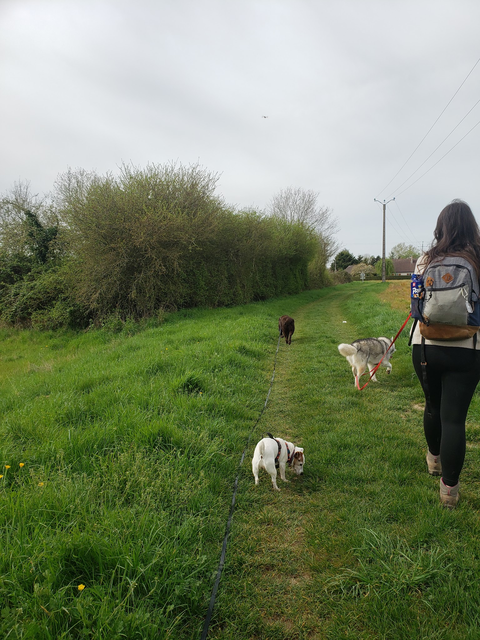 Pattes Blanches et Bienveillantes
