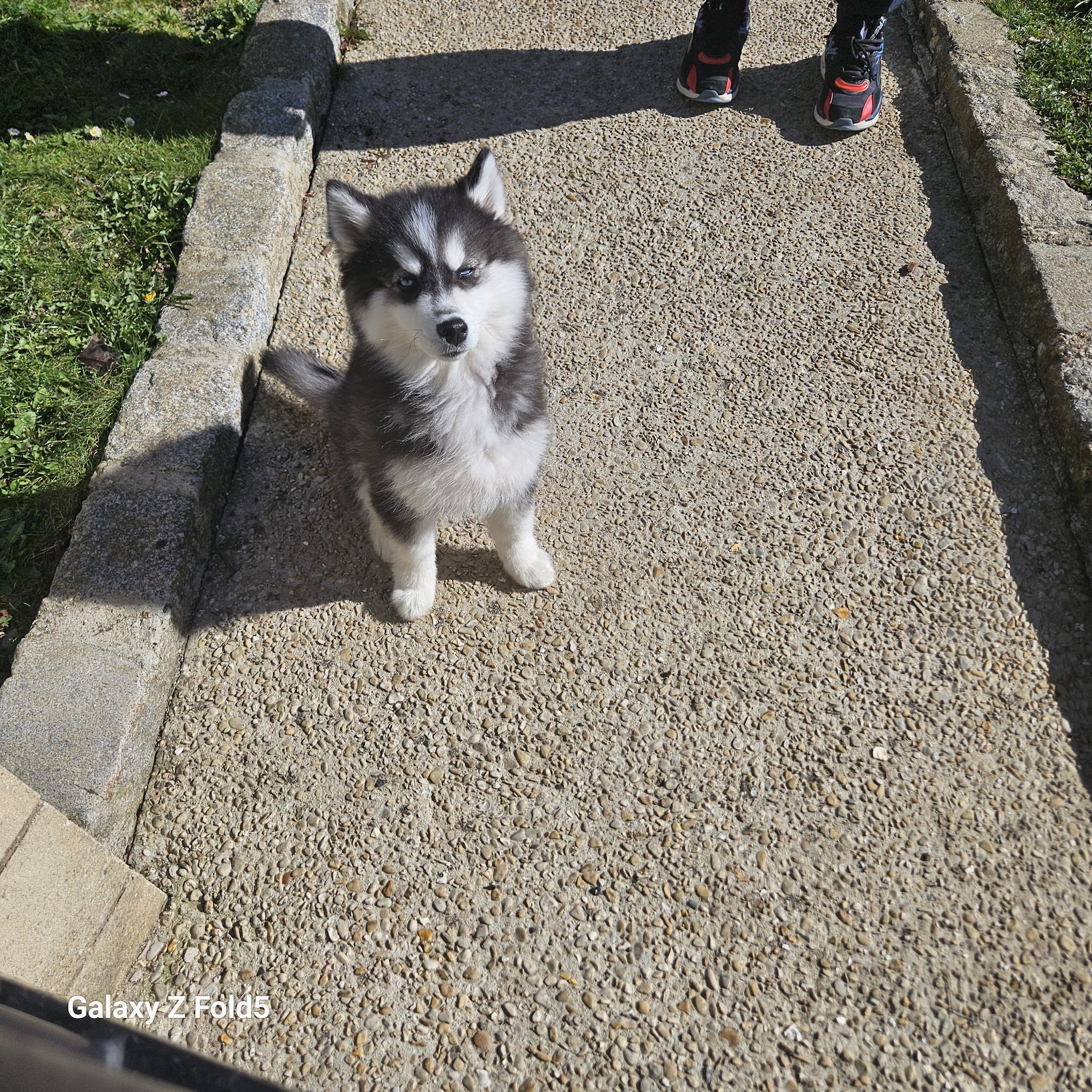 Anim'S Dog - Education Canine — photo