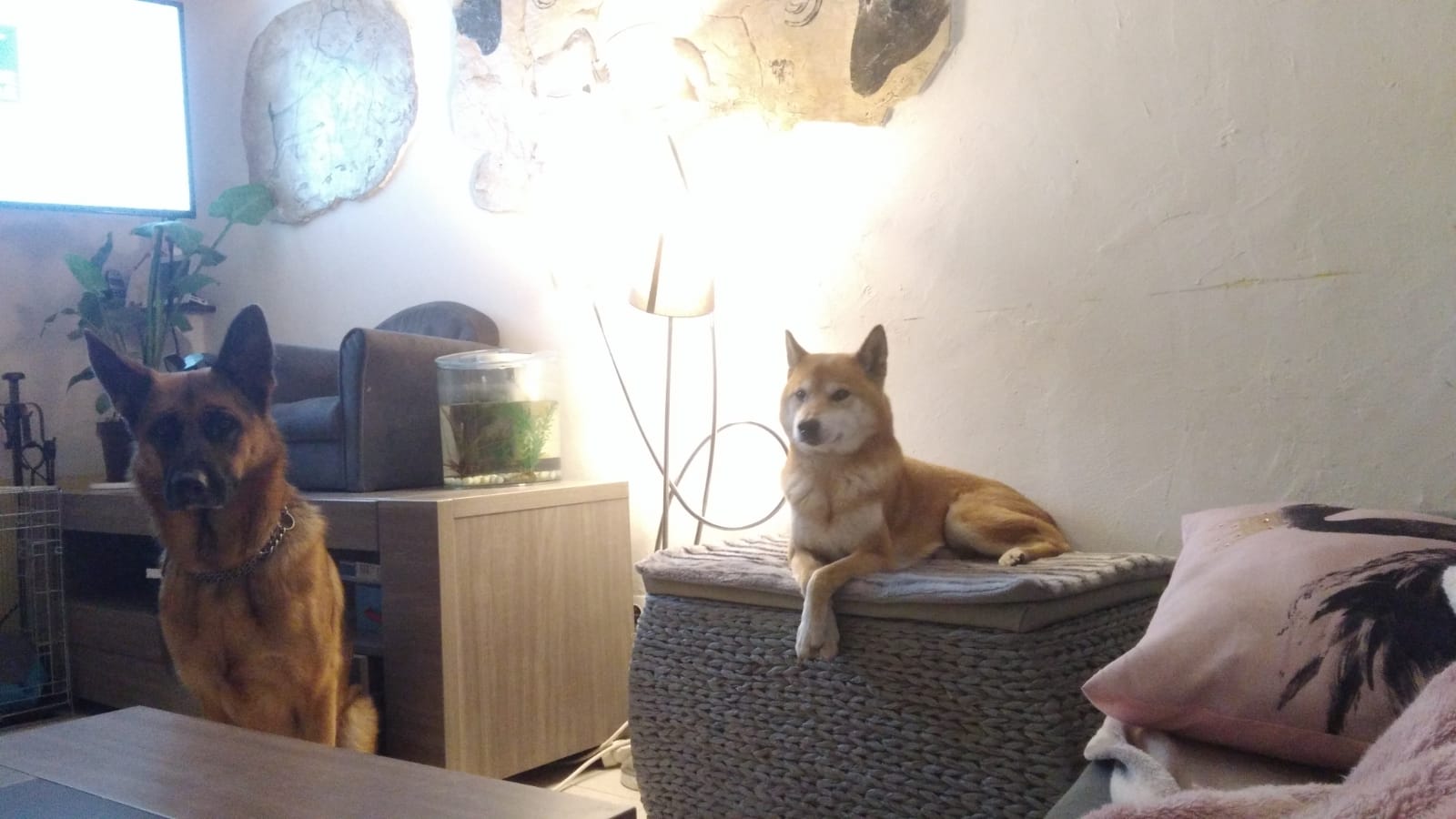 Anim'S Dog - Education Canine — photo