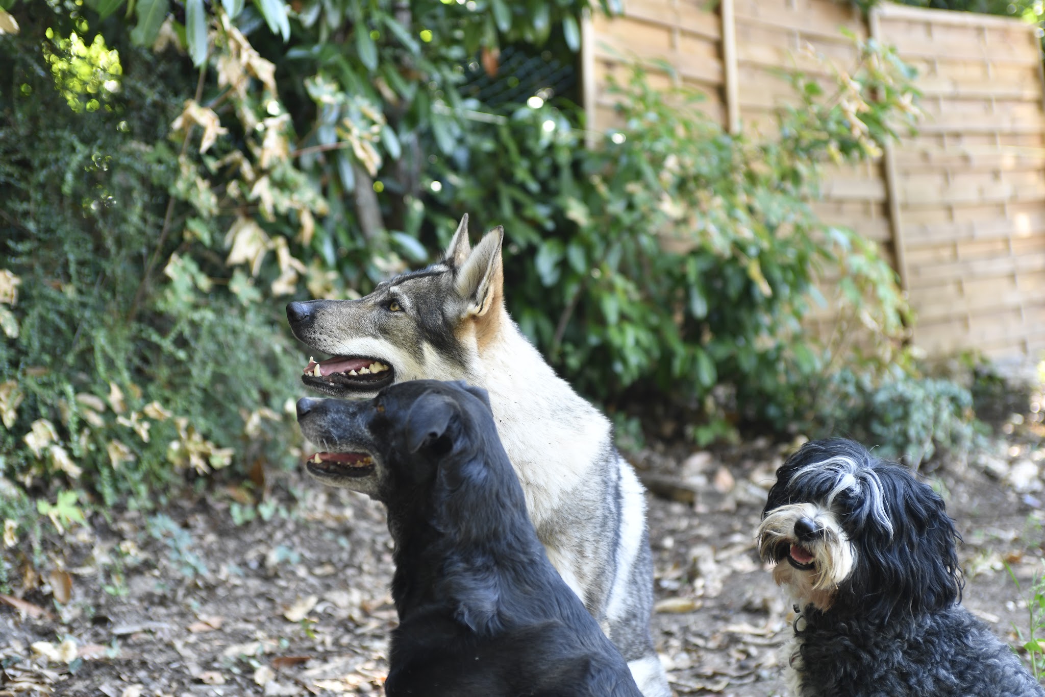 Anim'S Dog - Education Canine — photo