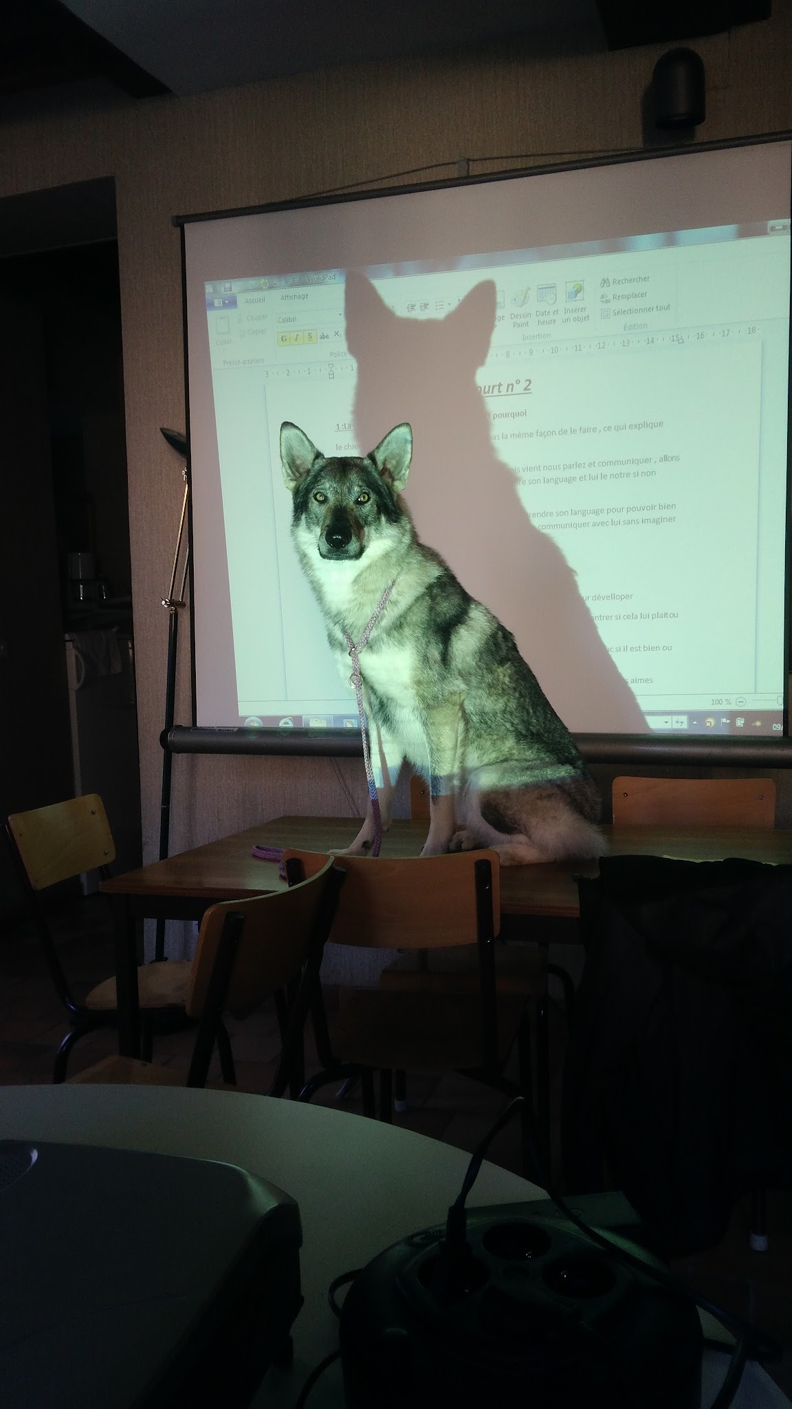 Anim'S Dog - Education Canine — photo