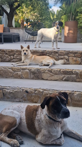 Au plaisir canin