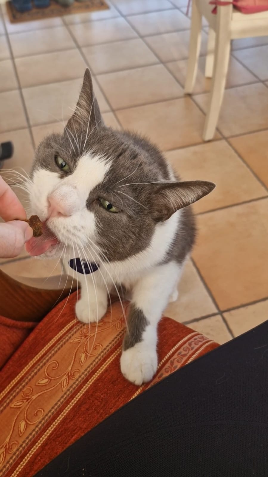 Au plaisir canin — photo