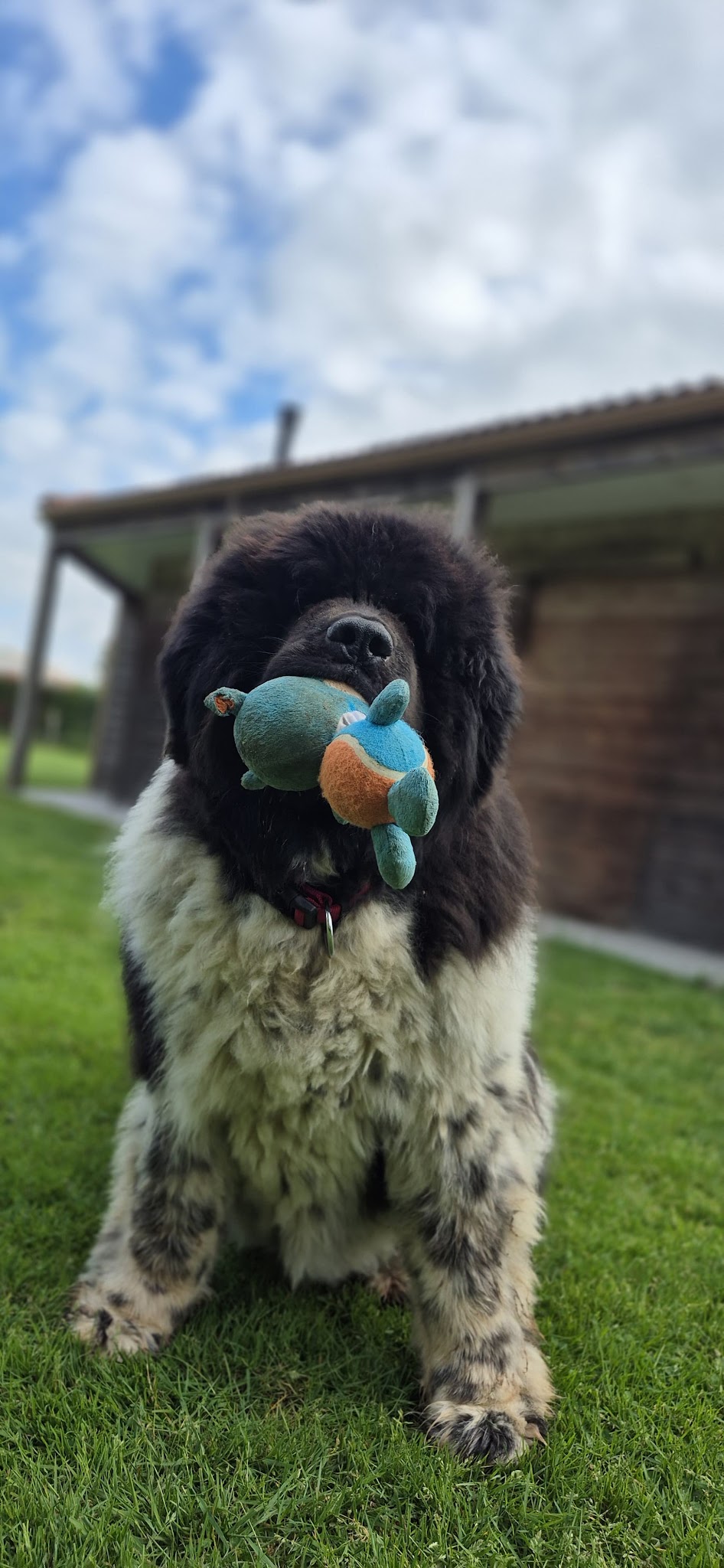 Au plaisir canin — photo