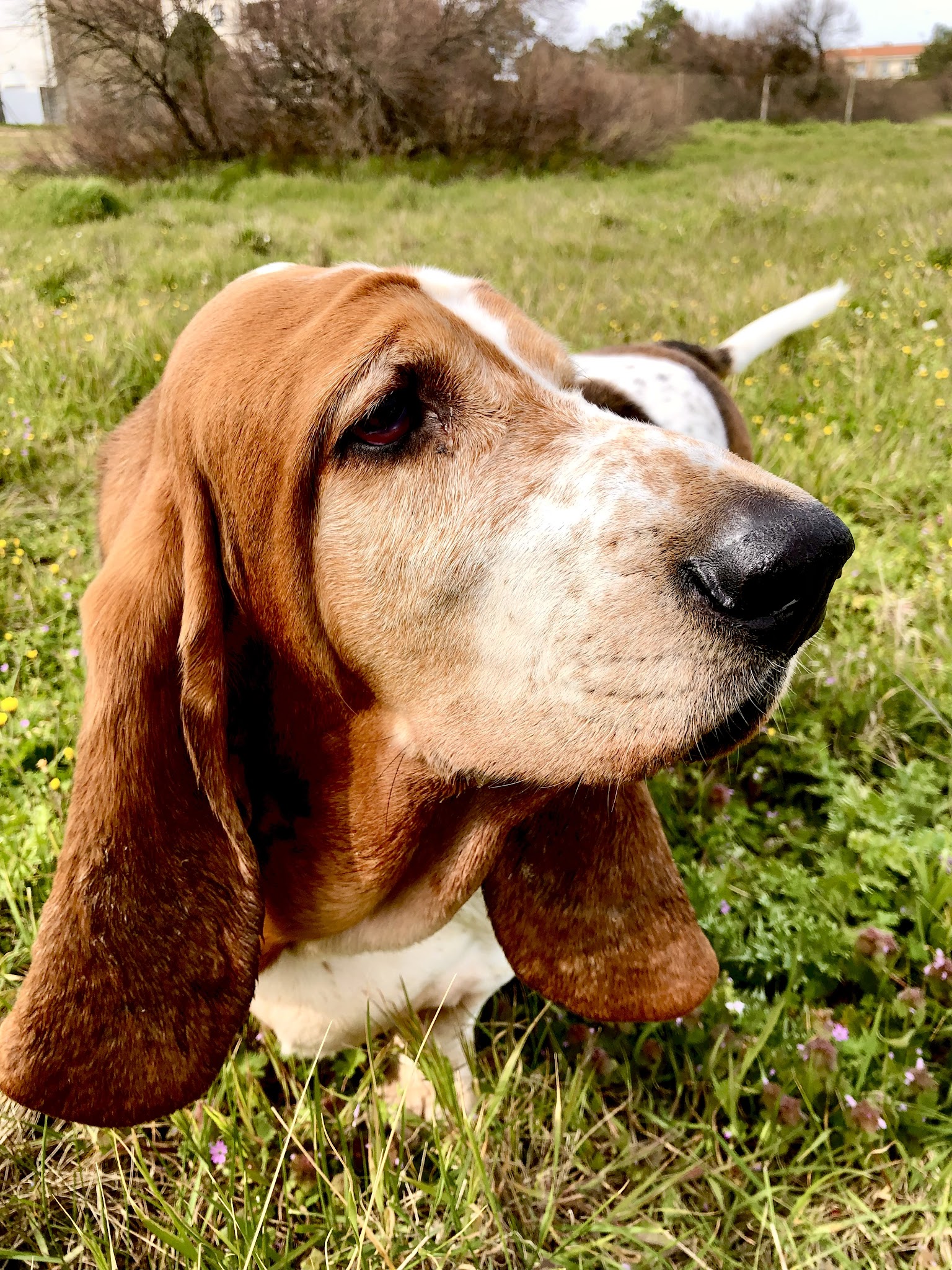 Au plaisir canin — photo