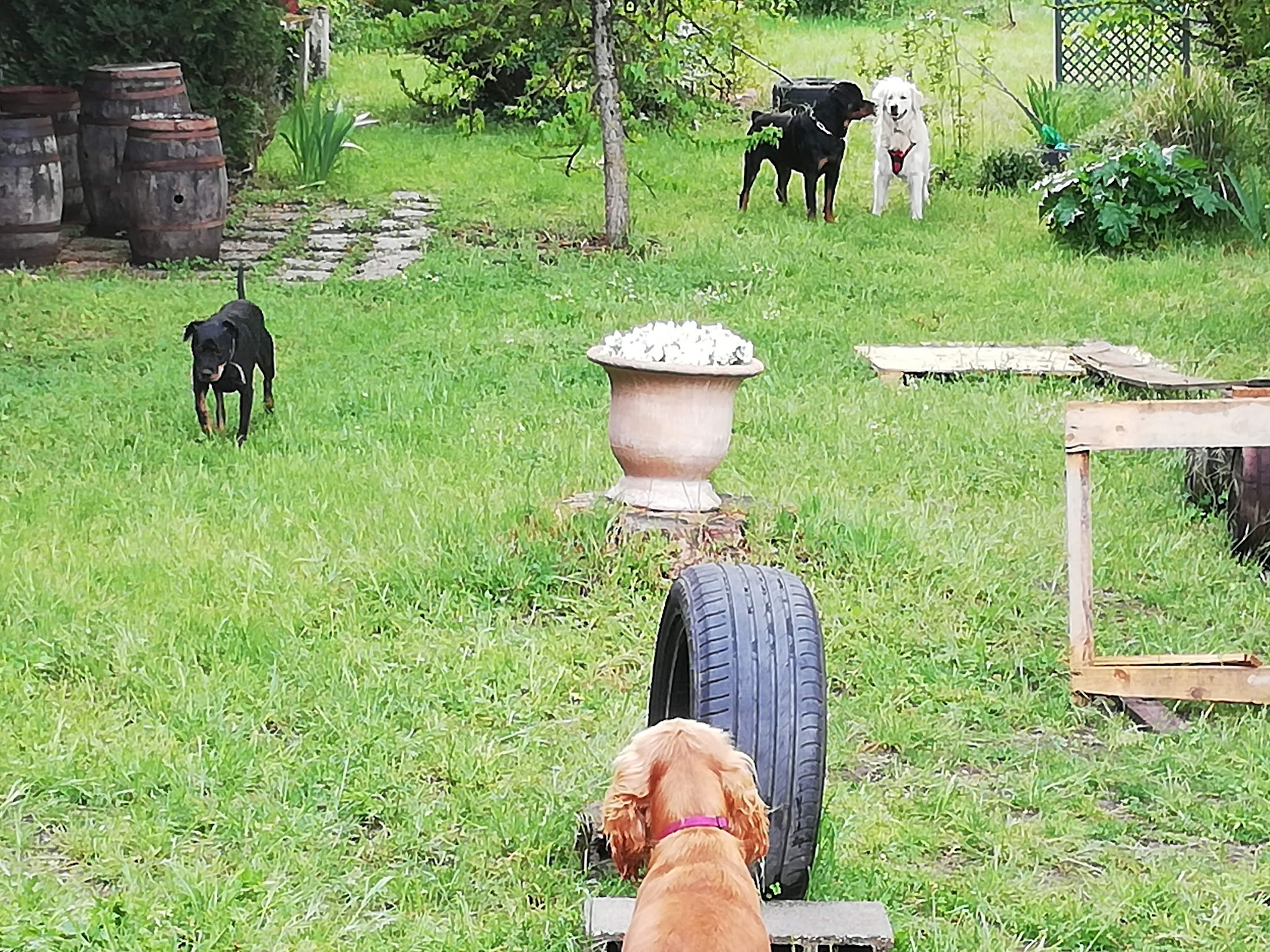 Animal Resort Châtellerault, visite d'animaux à votre domicile, garde en pension familiale, taxi animalier — photo