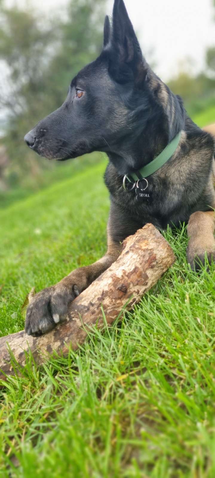 DOGAUDE'TEL