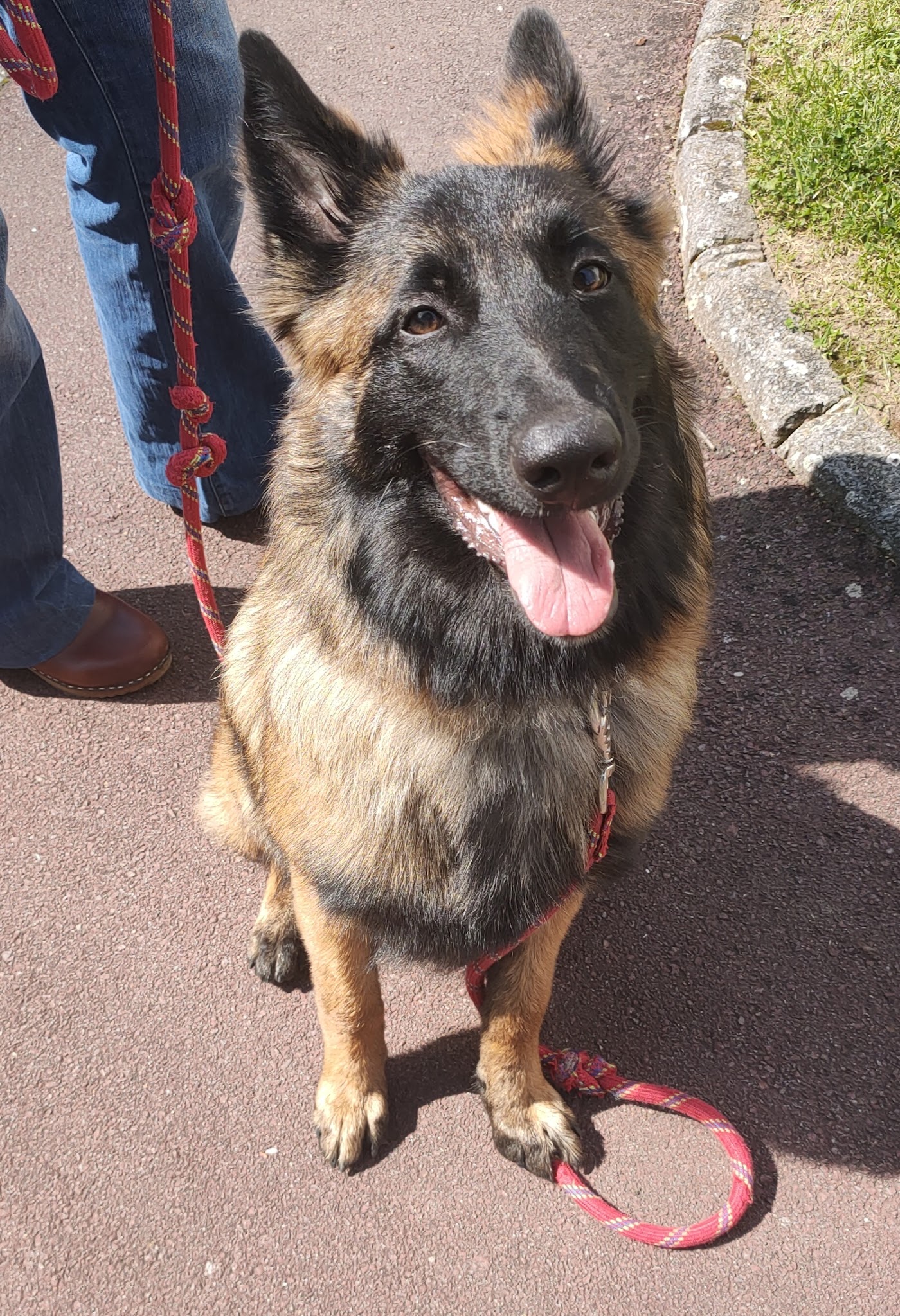 Elodie taillieu - Educateur comportementaliste -service de garde d'animaux — photo