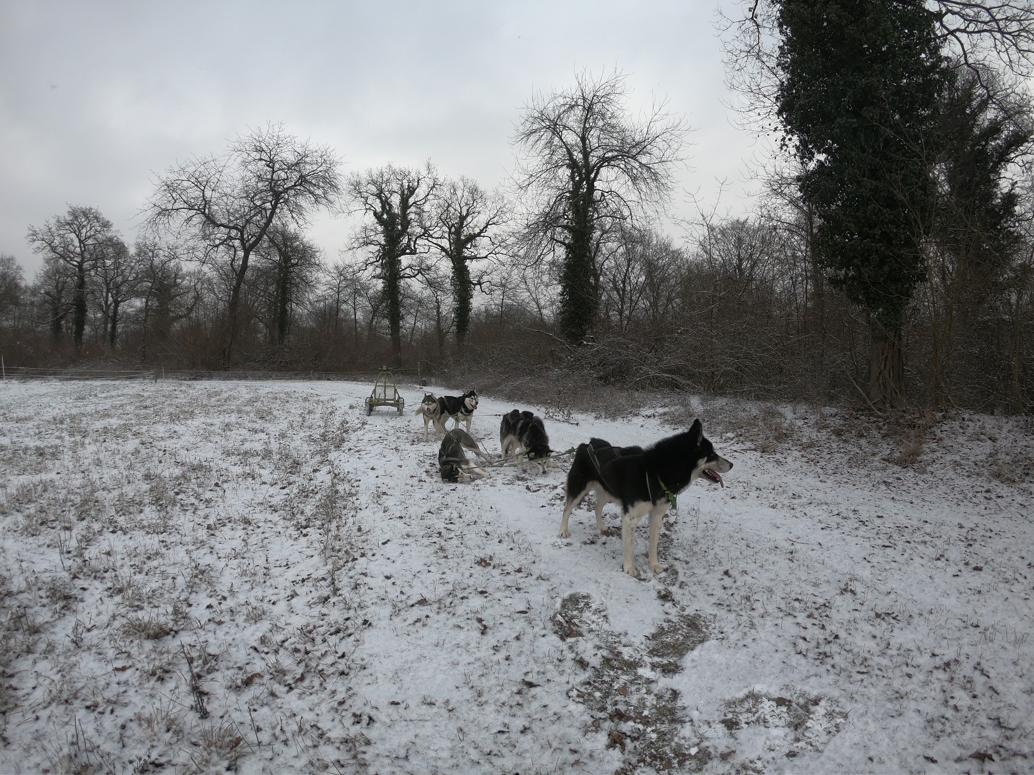 Sibéried "des Sibériens du Ried" — photo
