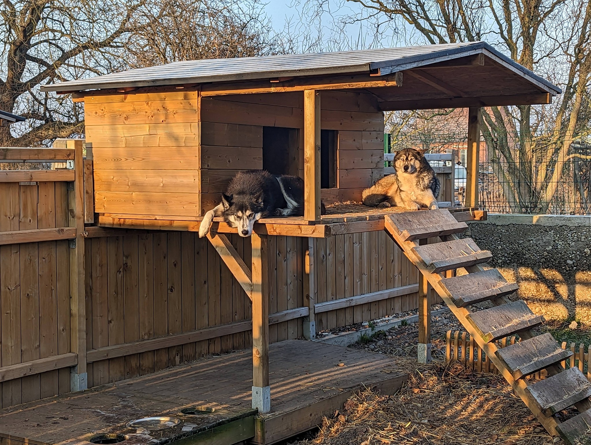 Sibéried "des Sibériens du Ried" — photo
