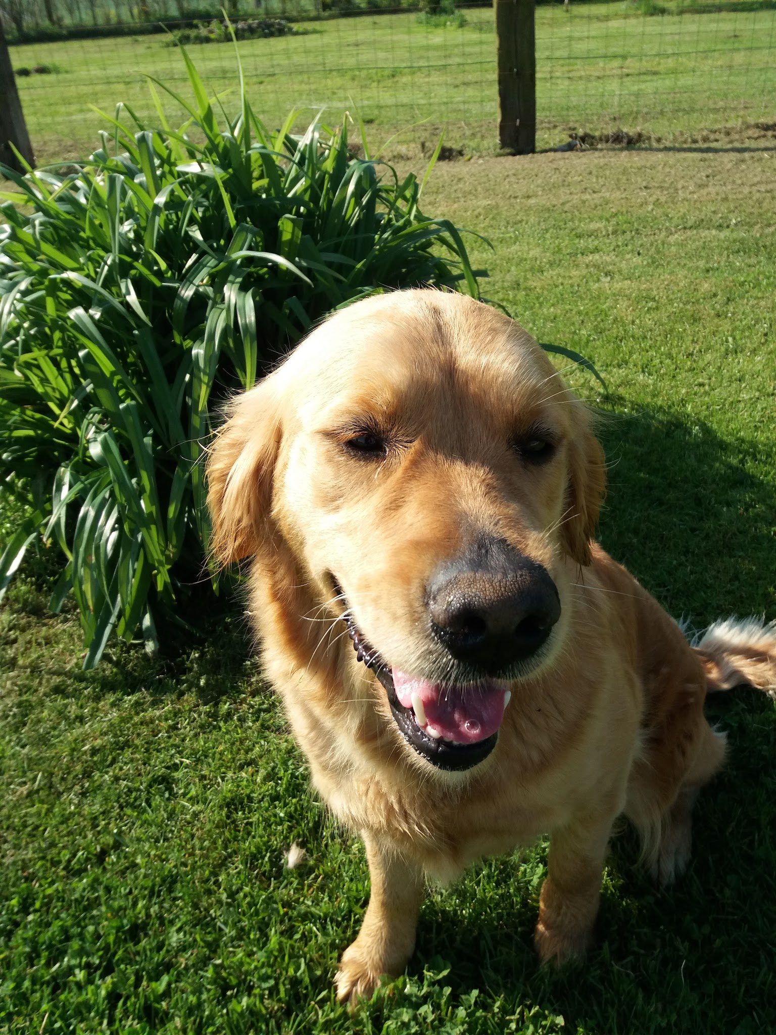 UCOR Un Chien en OR