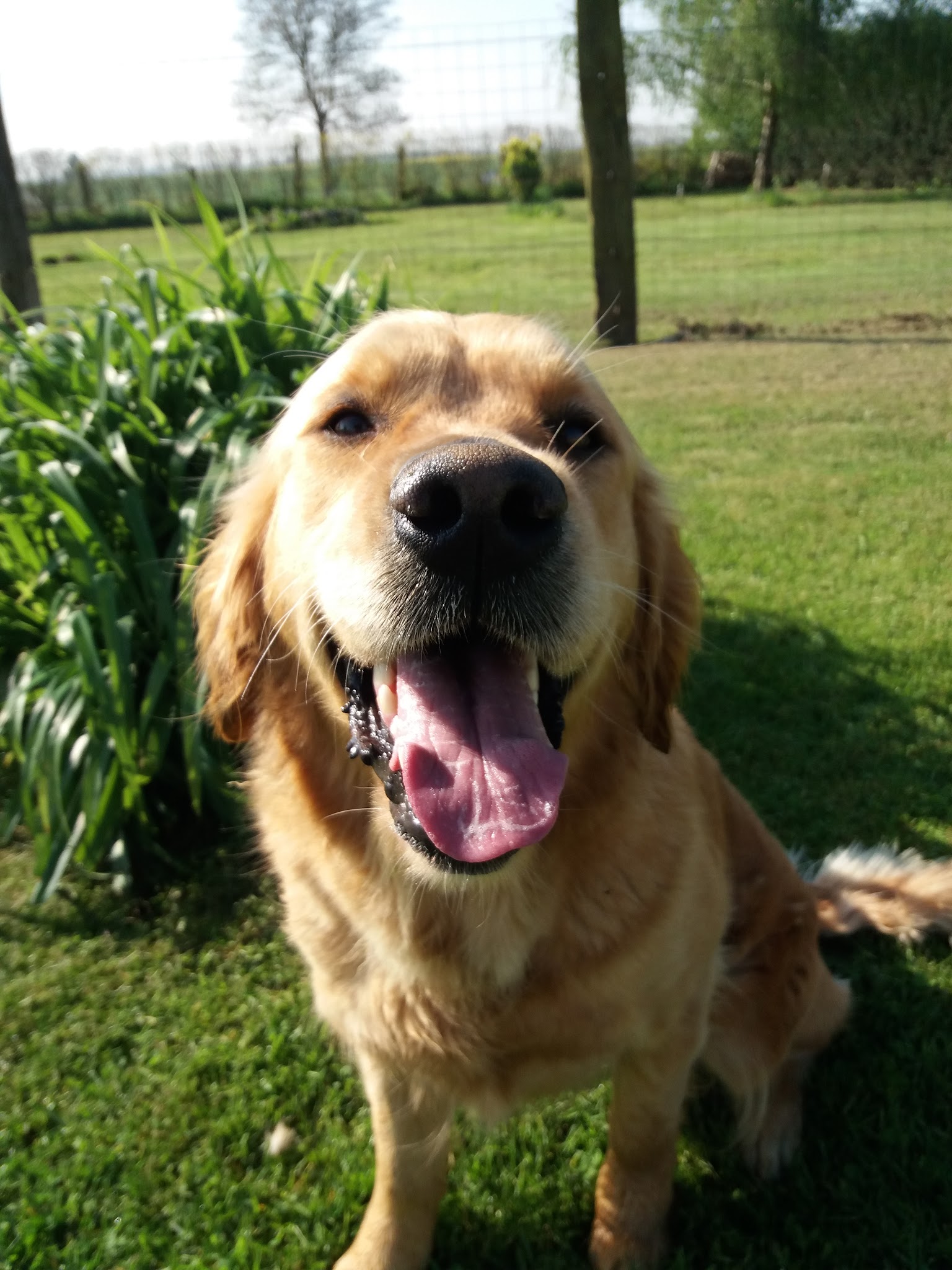 UCOR Un Chien en OR — photo