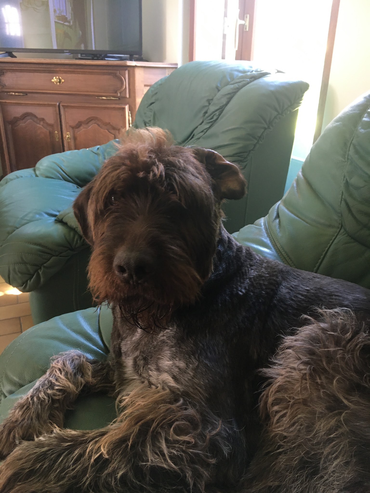 UCOR Un Chien en OR — photo