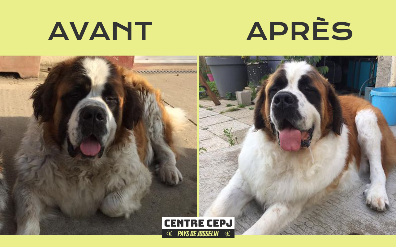CEPJ - CENTRE TOILETTAGE & PENSION CHIEN JOSSELIN — photo