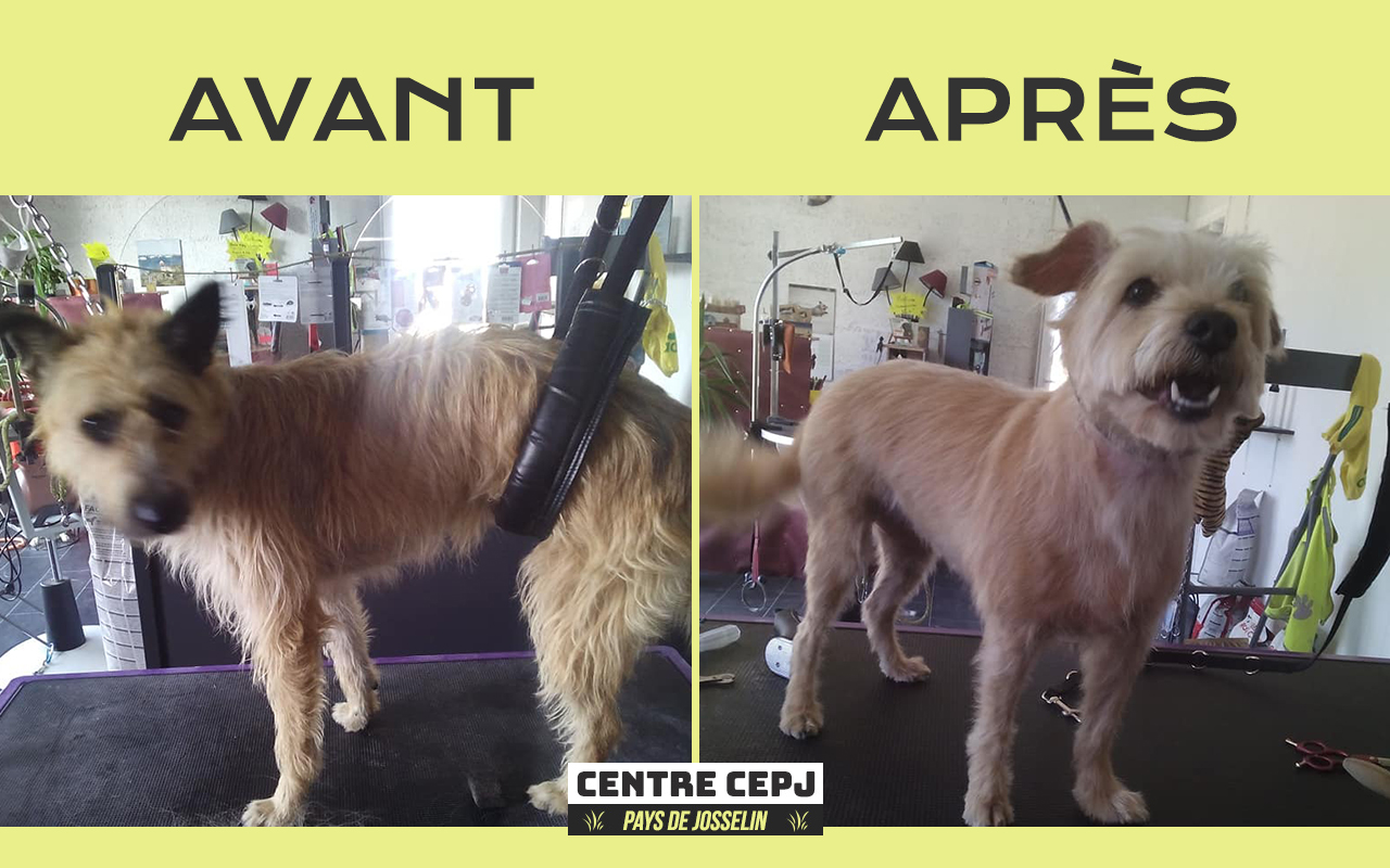 CEPJ - CENTRE TOILETTAGE & PENSION CHIEN JOSSELIN — photo