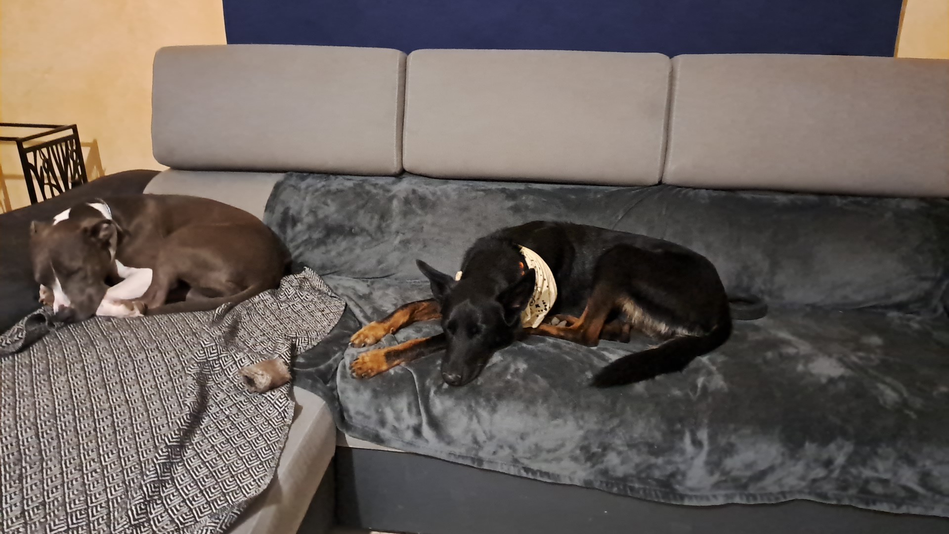 Mary pet-sitter — photo
