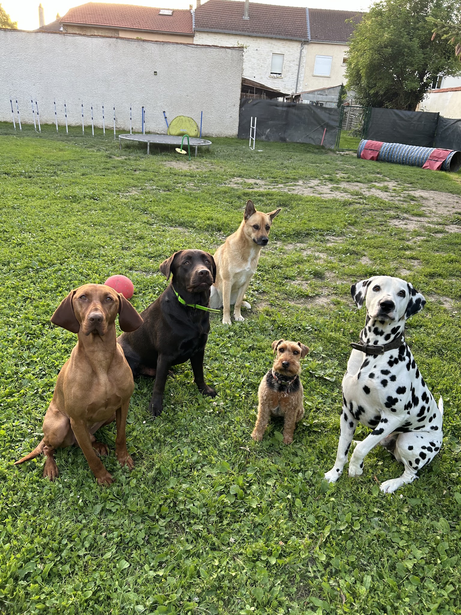 L'univers des 4 pattounes — photo