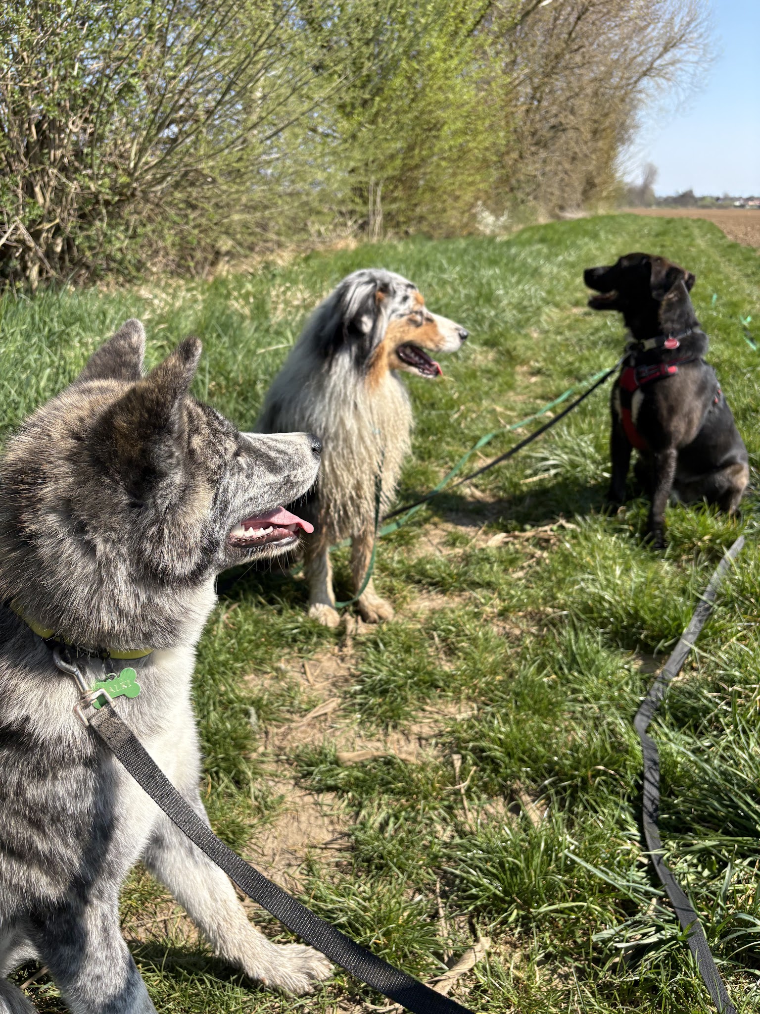 Be Dog & Ronrons - Éducateur Comportementaliste Canin / Pension Chat / Garde à domicile chien et chat/ Promenades chien — photo