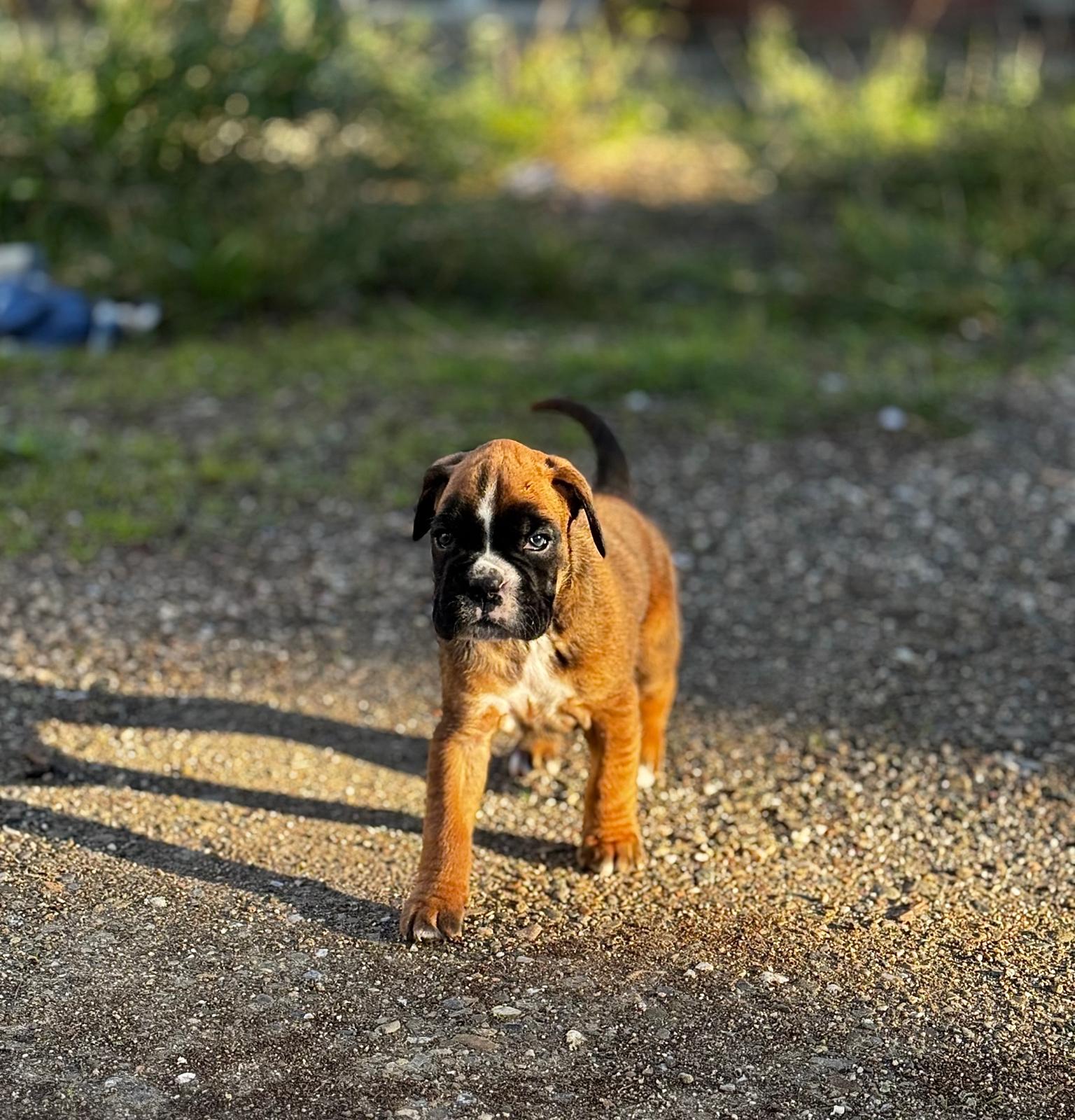 Babines en folie — photo