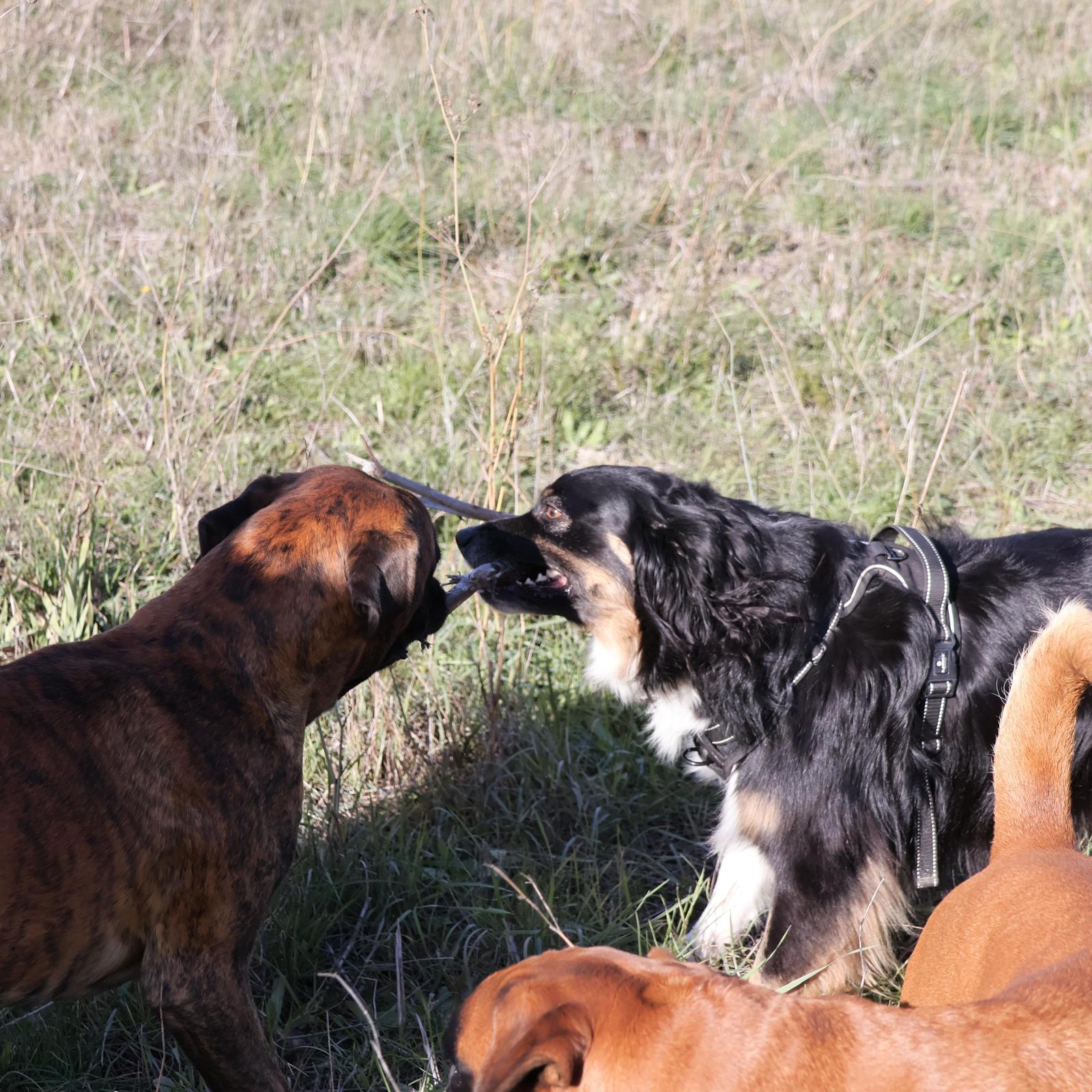 Babines en folie — photo