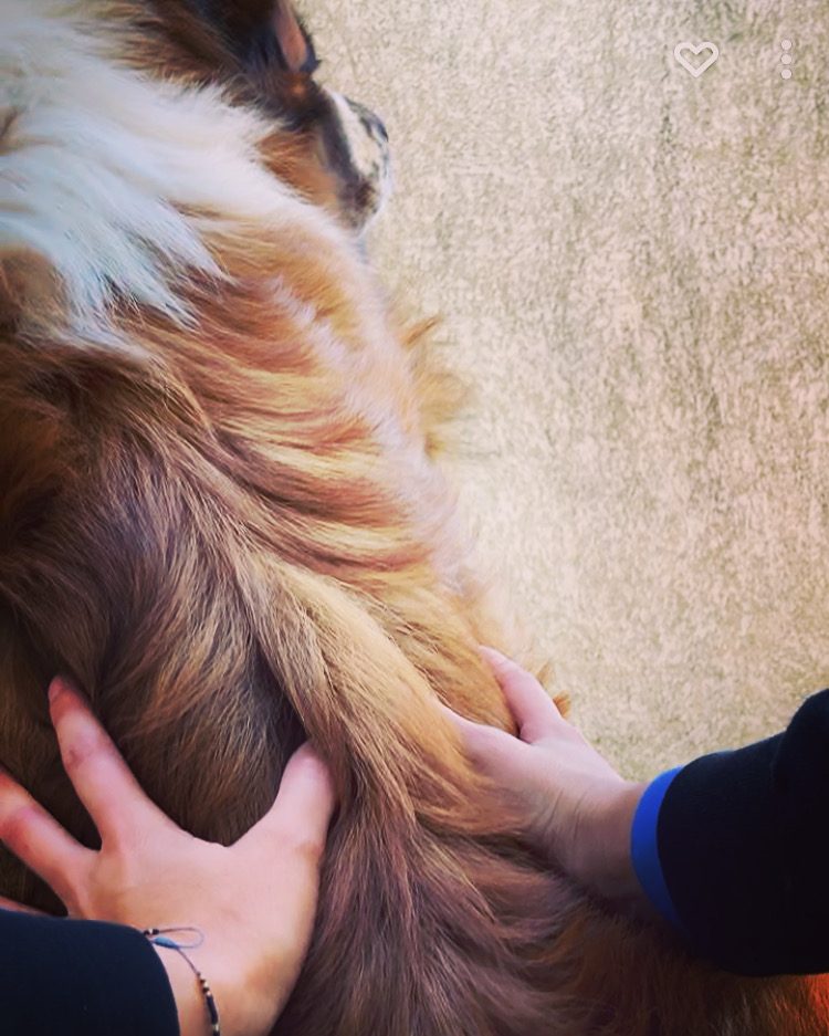 MM Animalier - Bien être animalier et Pet Sitting — photo