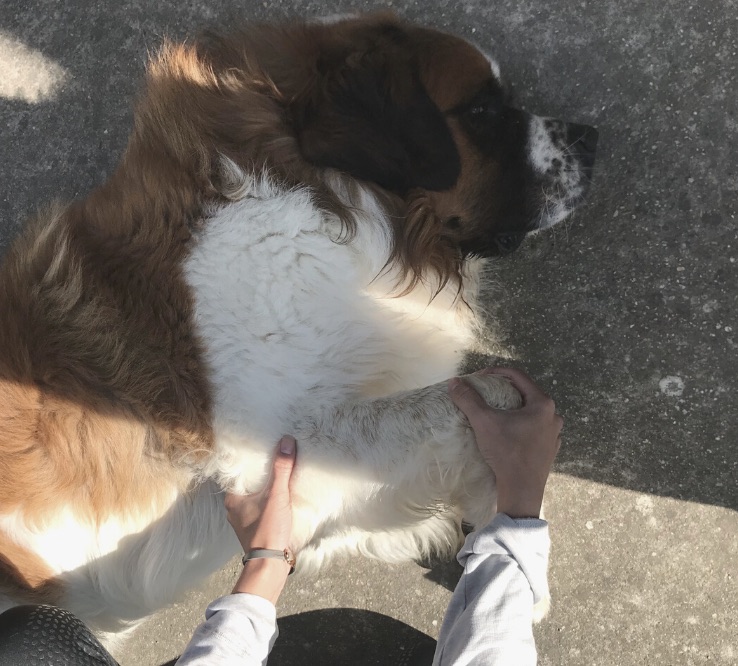 MM Animalier - Bien être animalier et Pet Sitting — photo