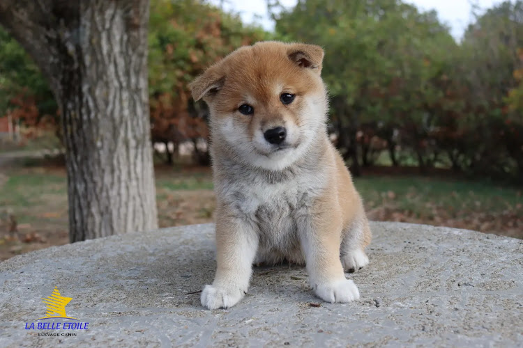 Elevage & Pension canine LA BELLE ETOILE