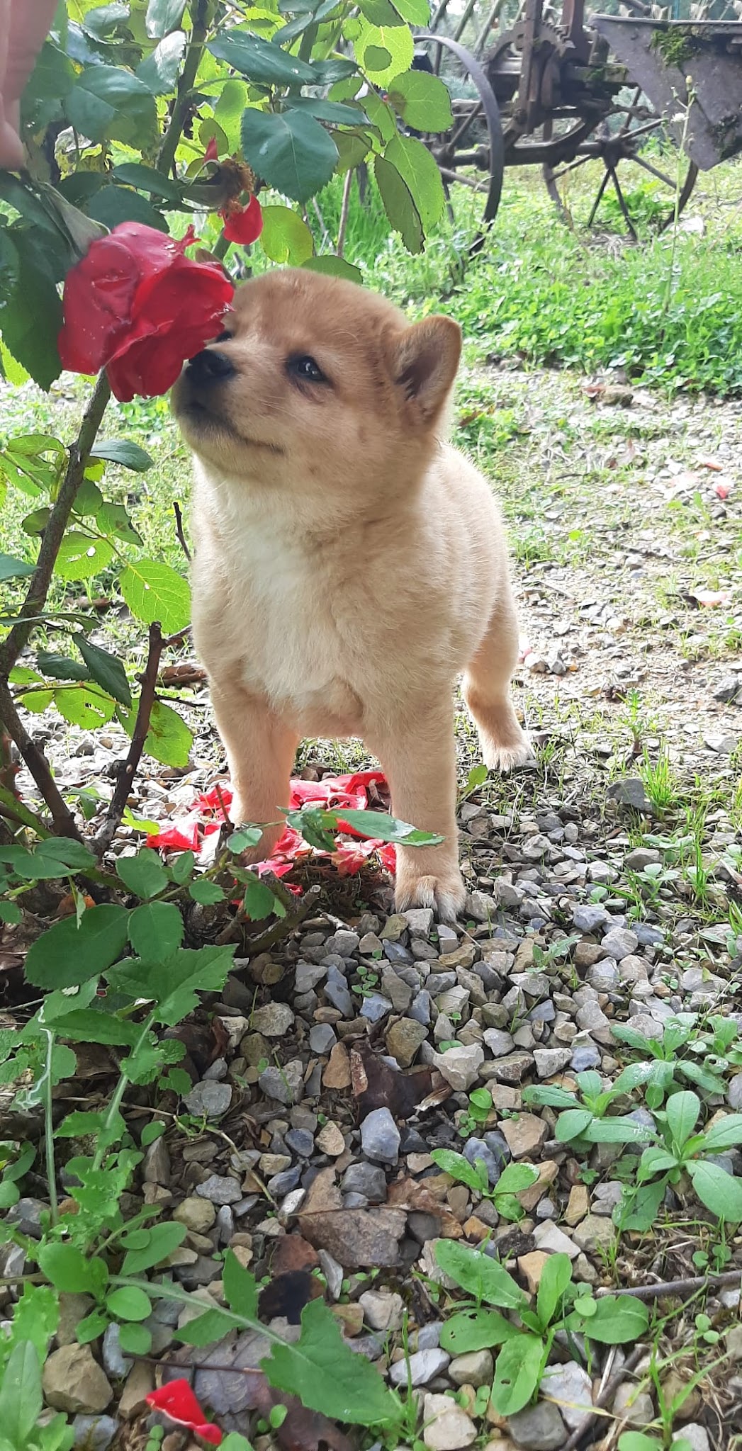 Elevage & Pension canine LA BELLE ETOILE — photo