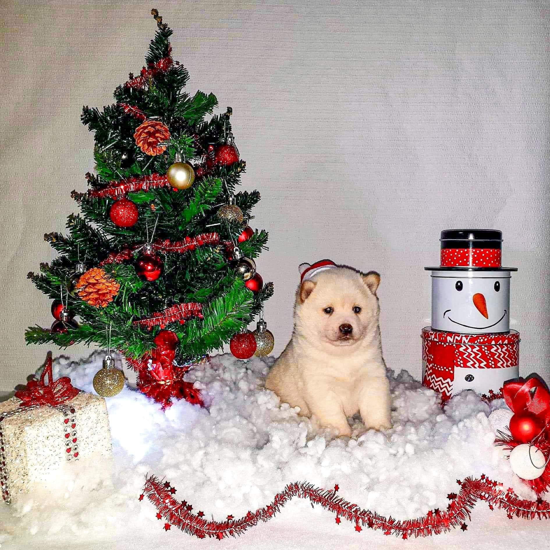 Elevage & Pension canine LA BELLE ETOILE — photo