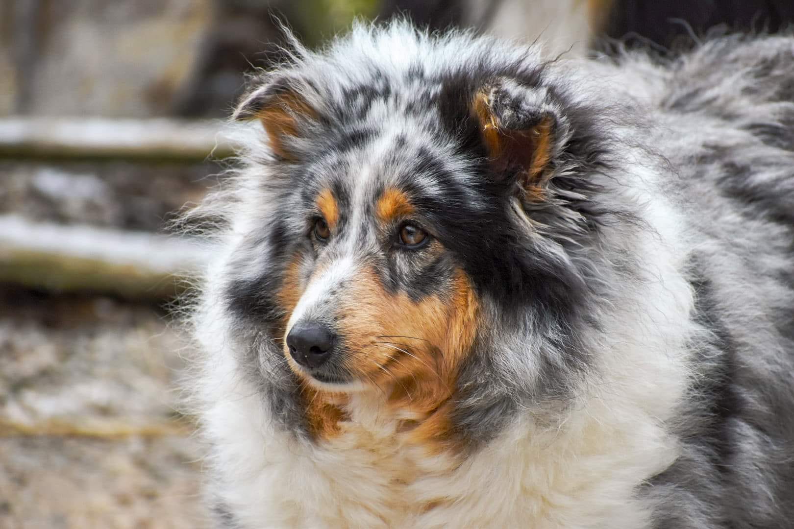 Elevage & Pension canine LA BELLE ETOILE — photo