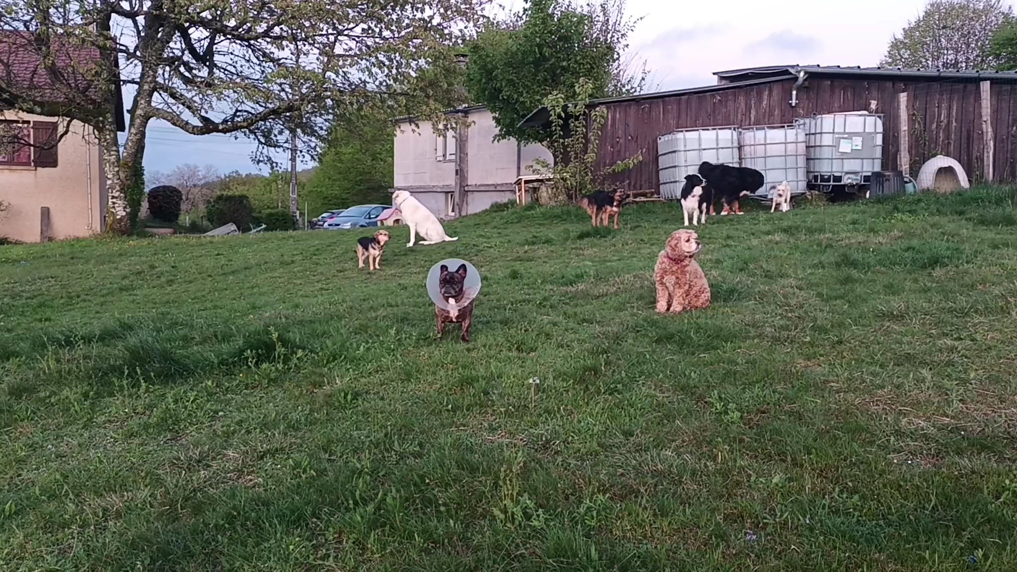 Pension canine familiale des renardières - Corrèze — photo