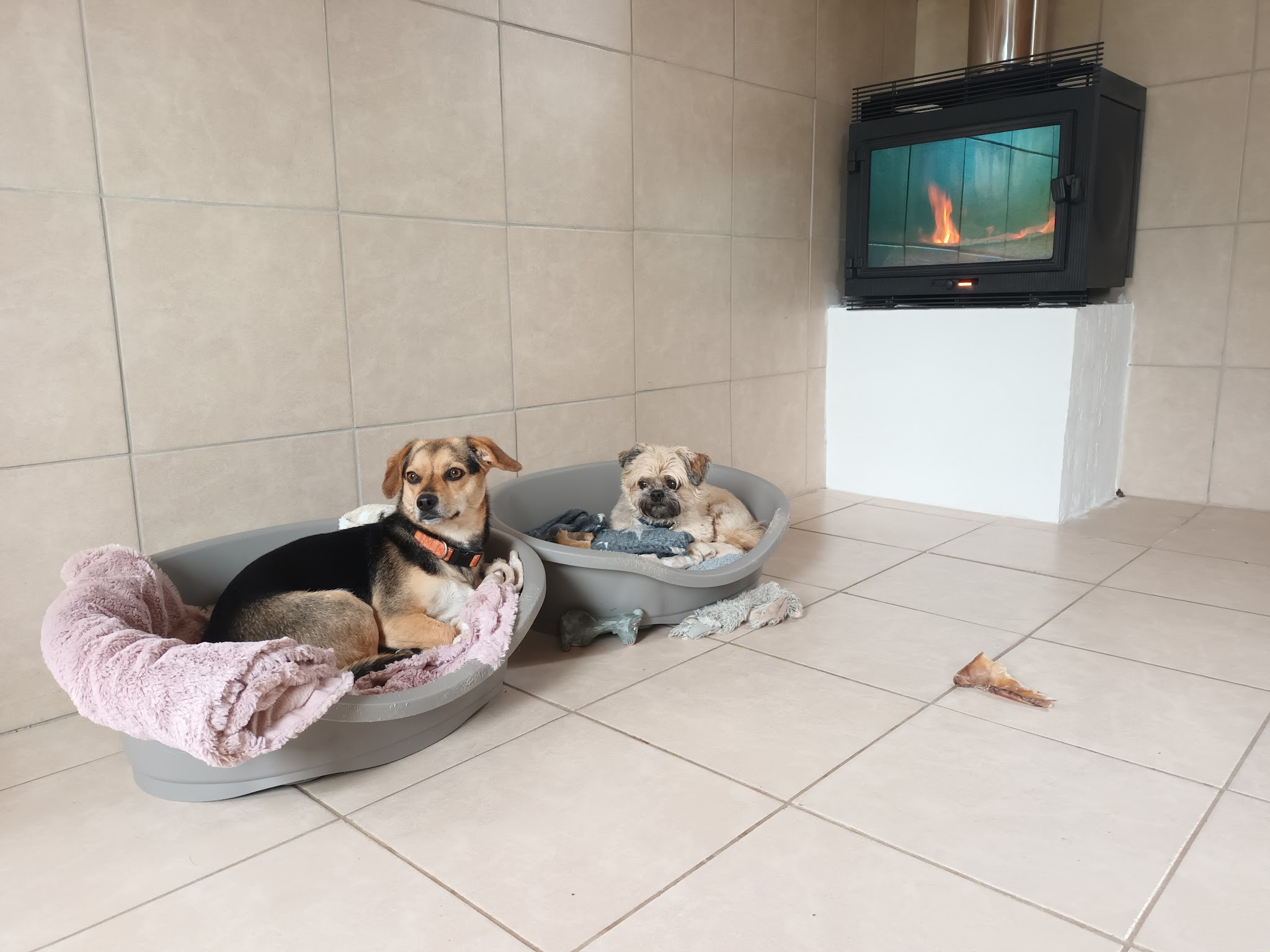 Pension canine familiale des renardières - Corrèze — photo