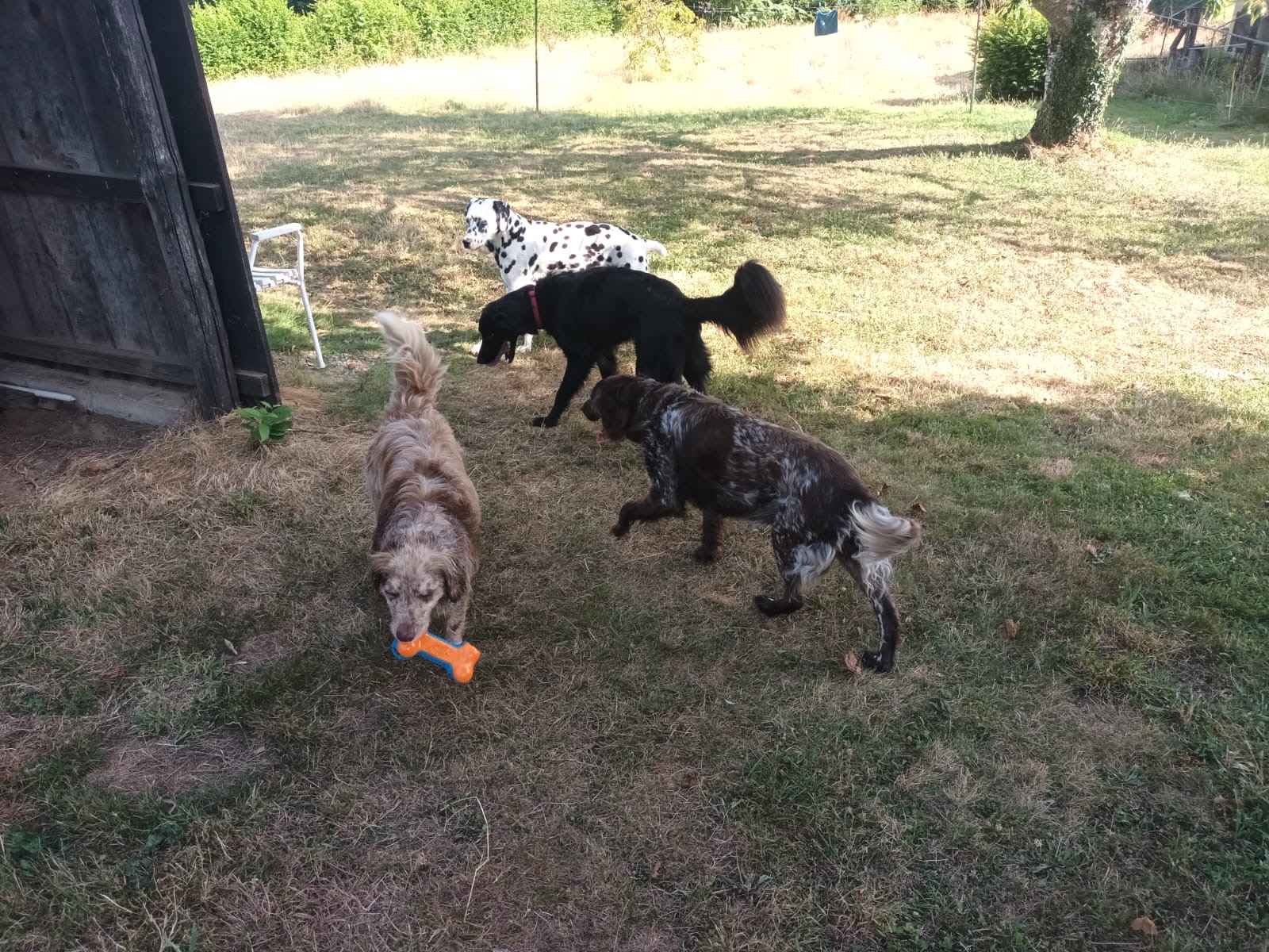 Pension canine familiale des renardières - Corrèze