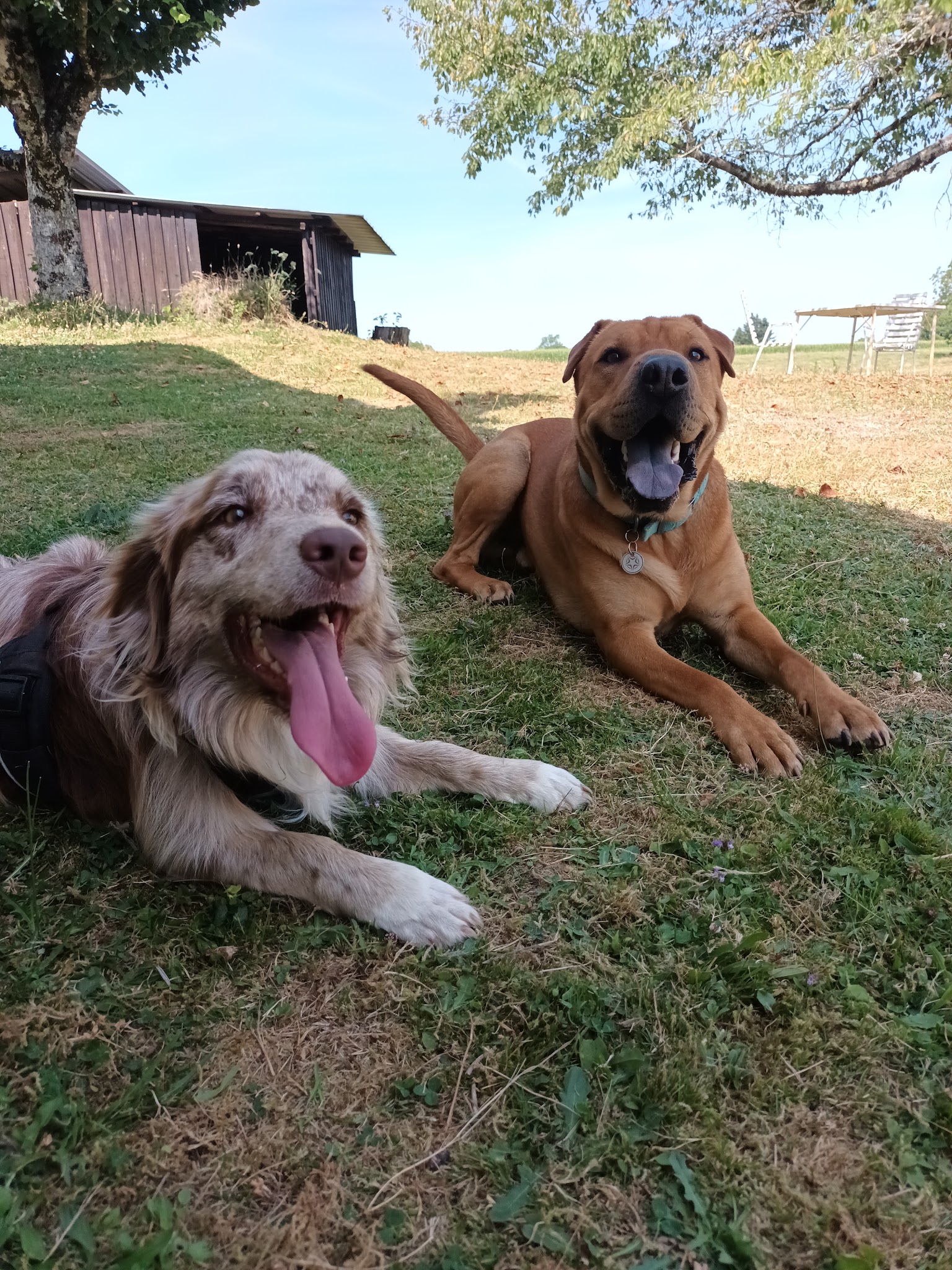 Pension canine familiale des renardières - Corrèze — photo