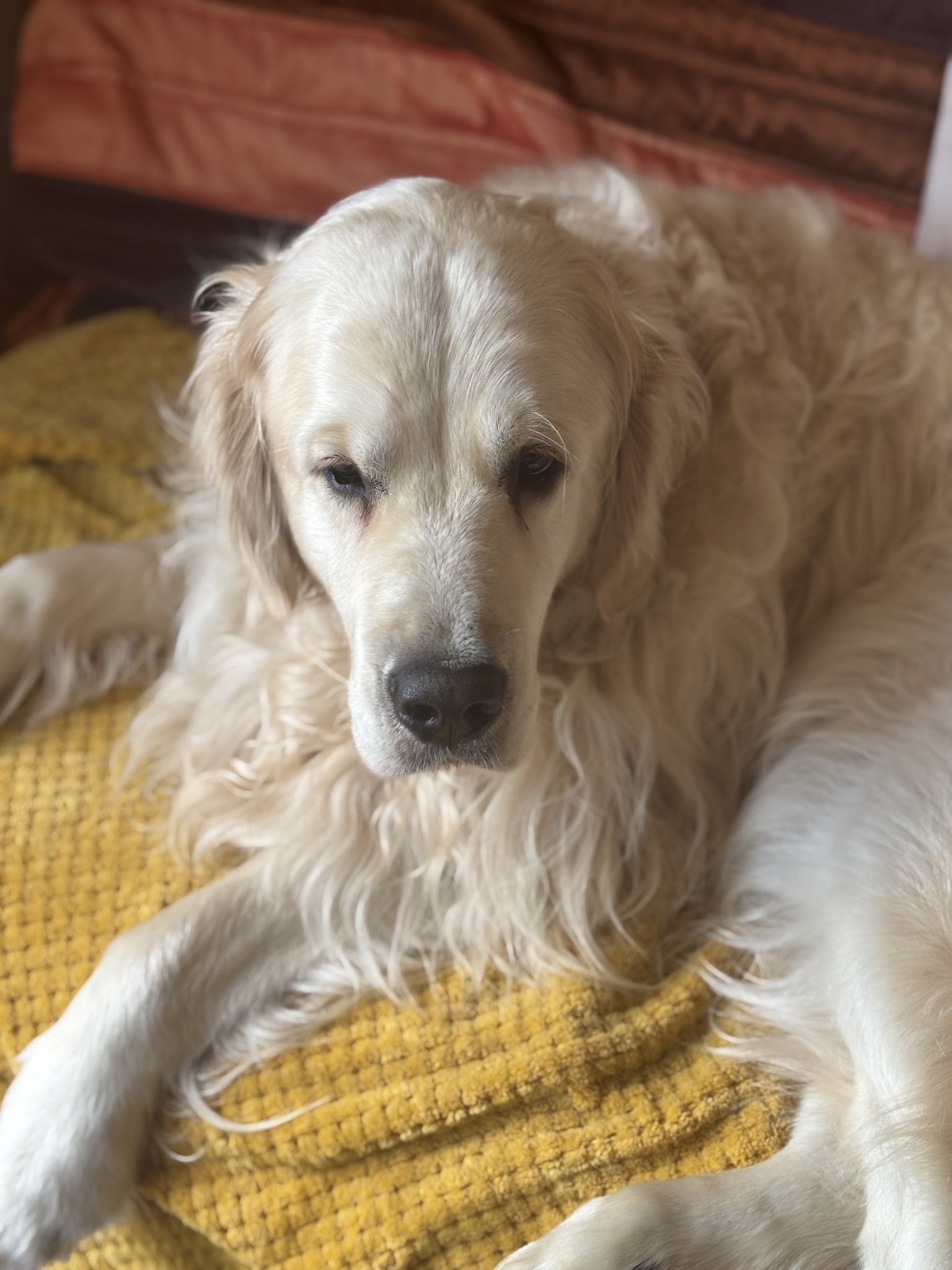 Elevage des Berberis, Pension canine, Education canine — photo