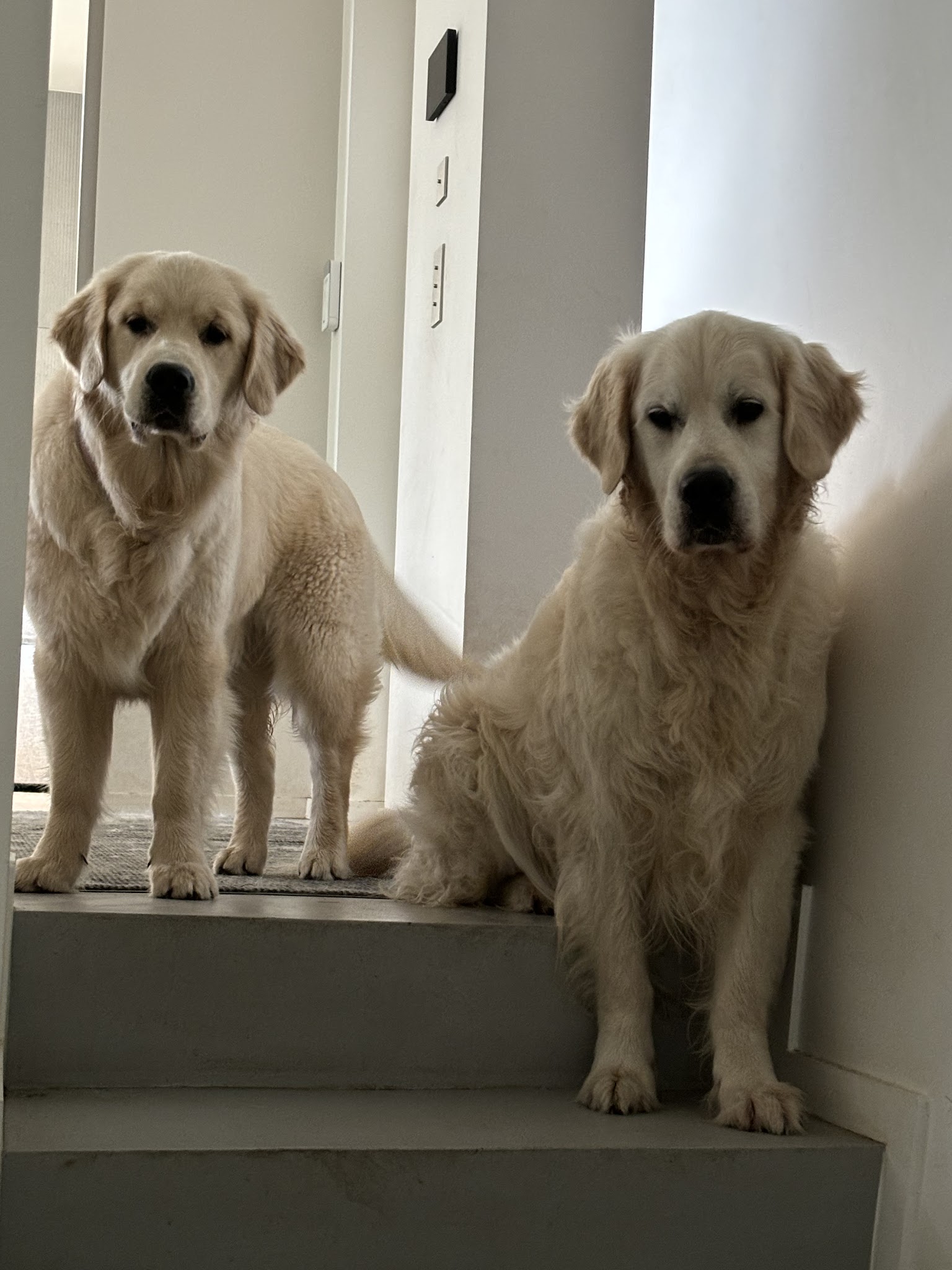 Elevage des Berberis, Pension canine, Education canine — photo