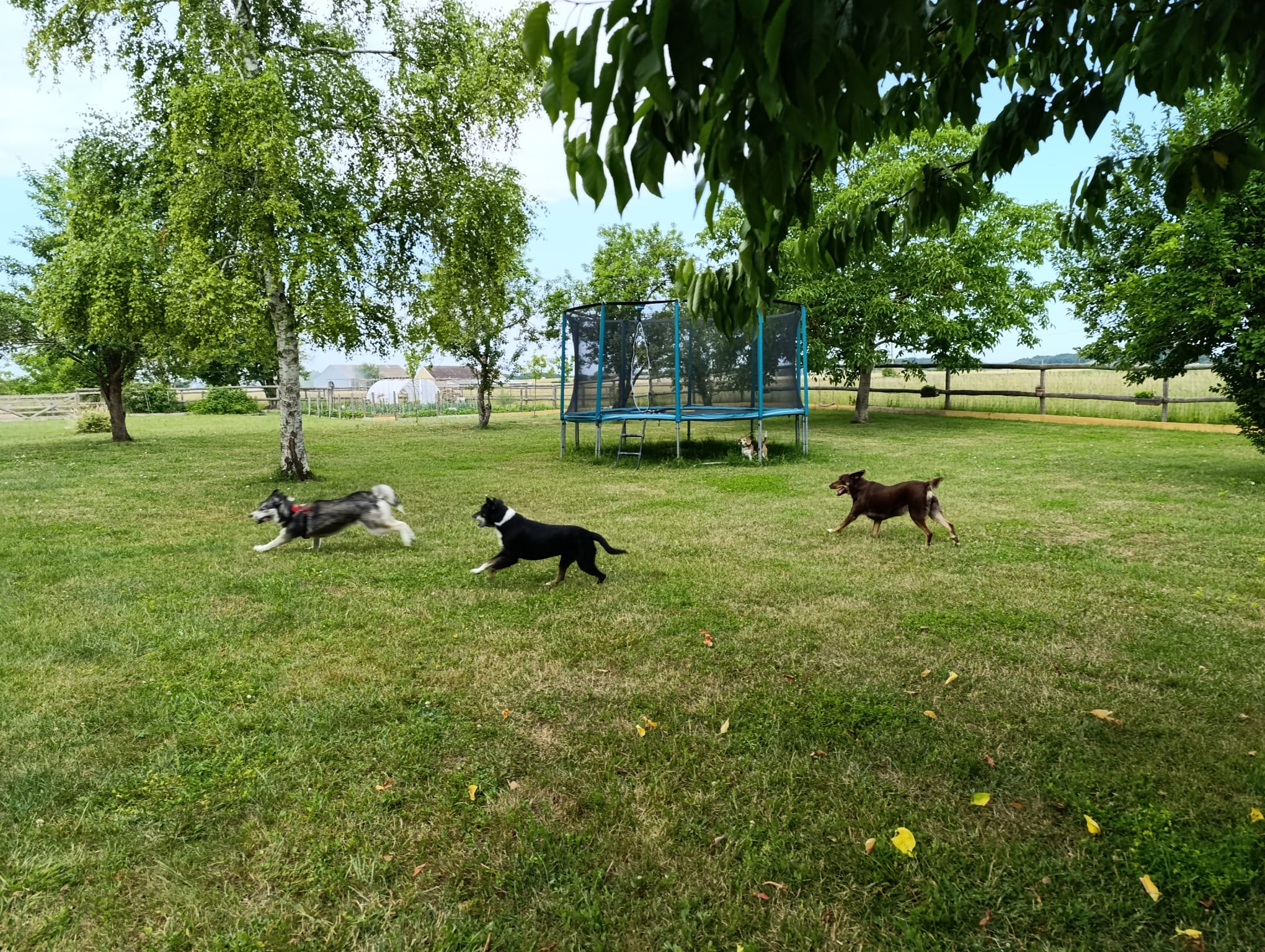 Canins des Champs
