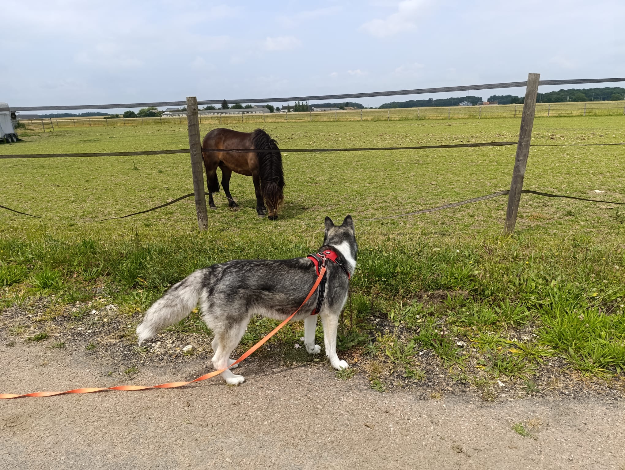 Canins des Champs — photo