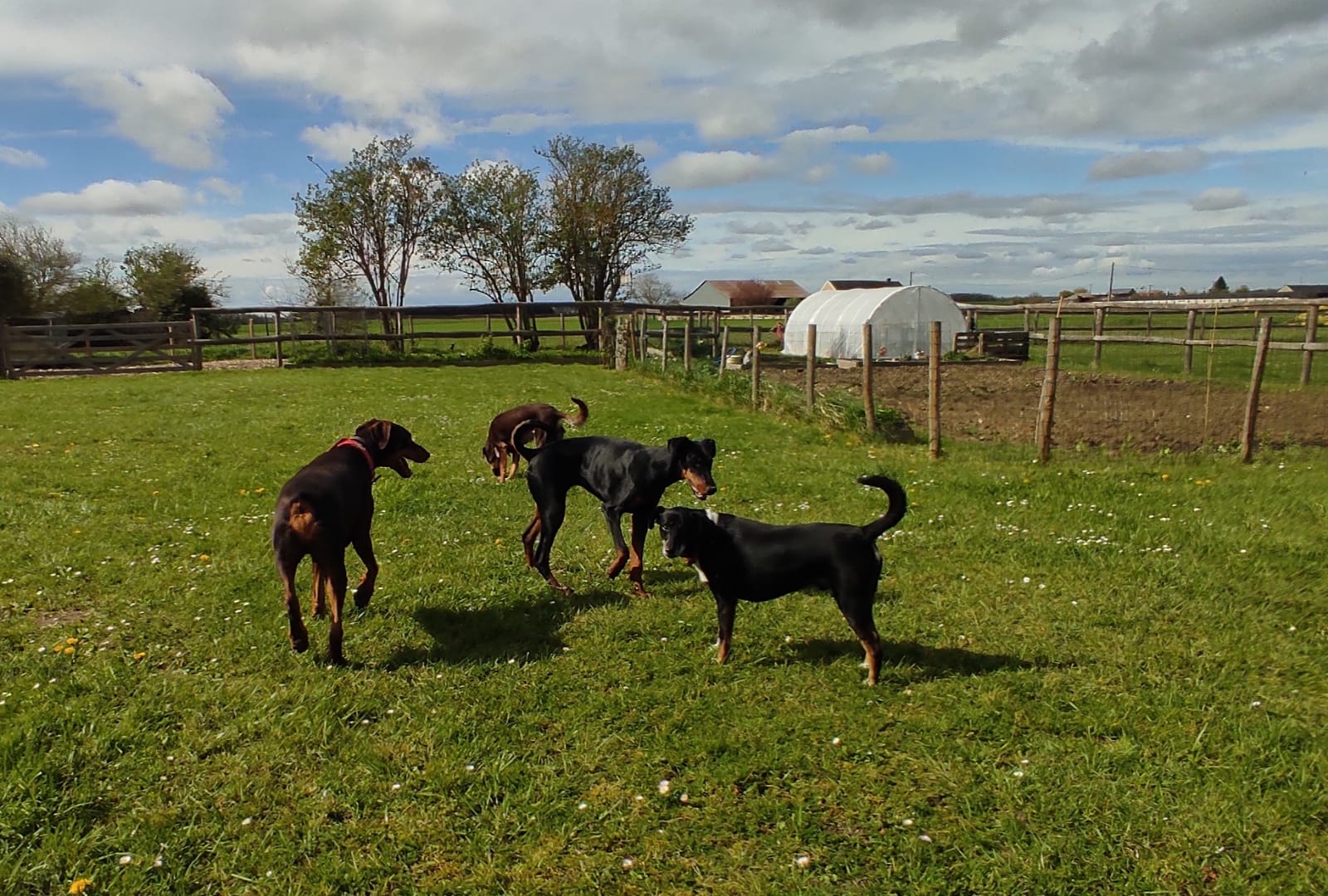Canins des Champs — photo