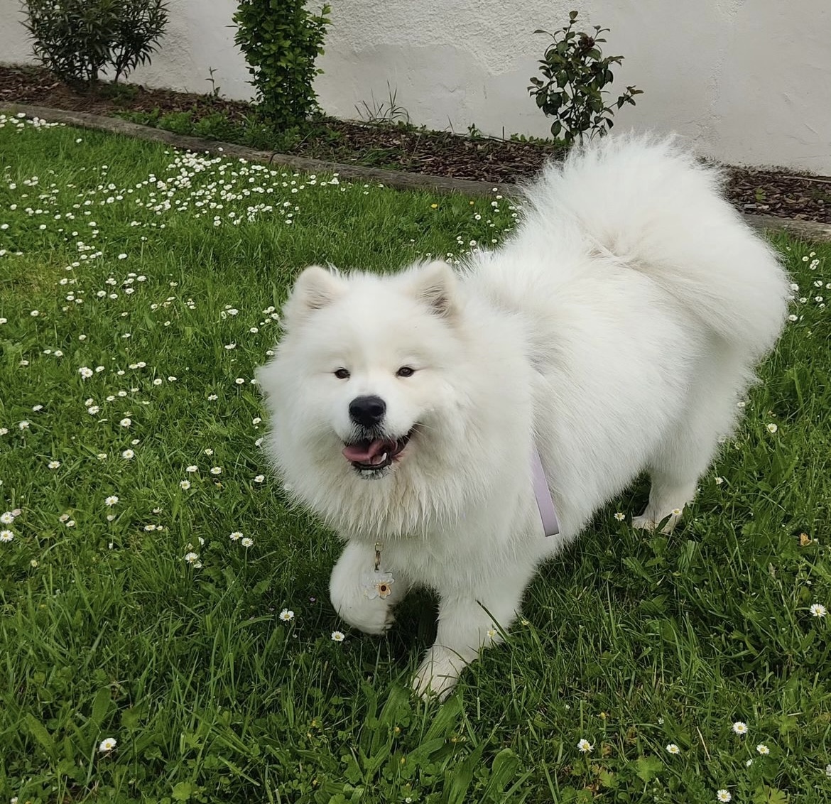 Canins des Champs — photo