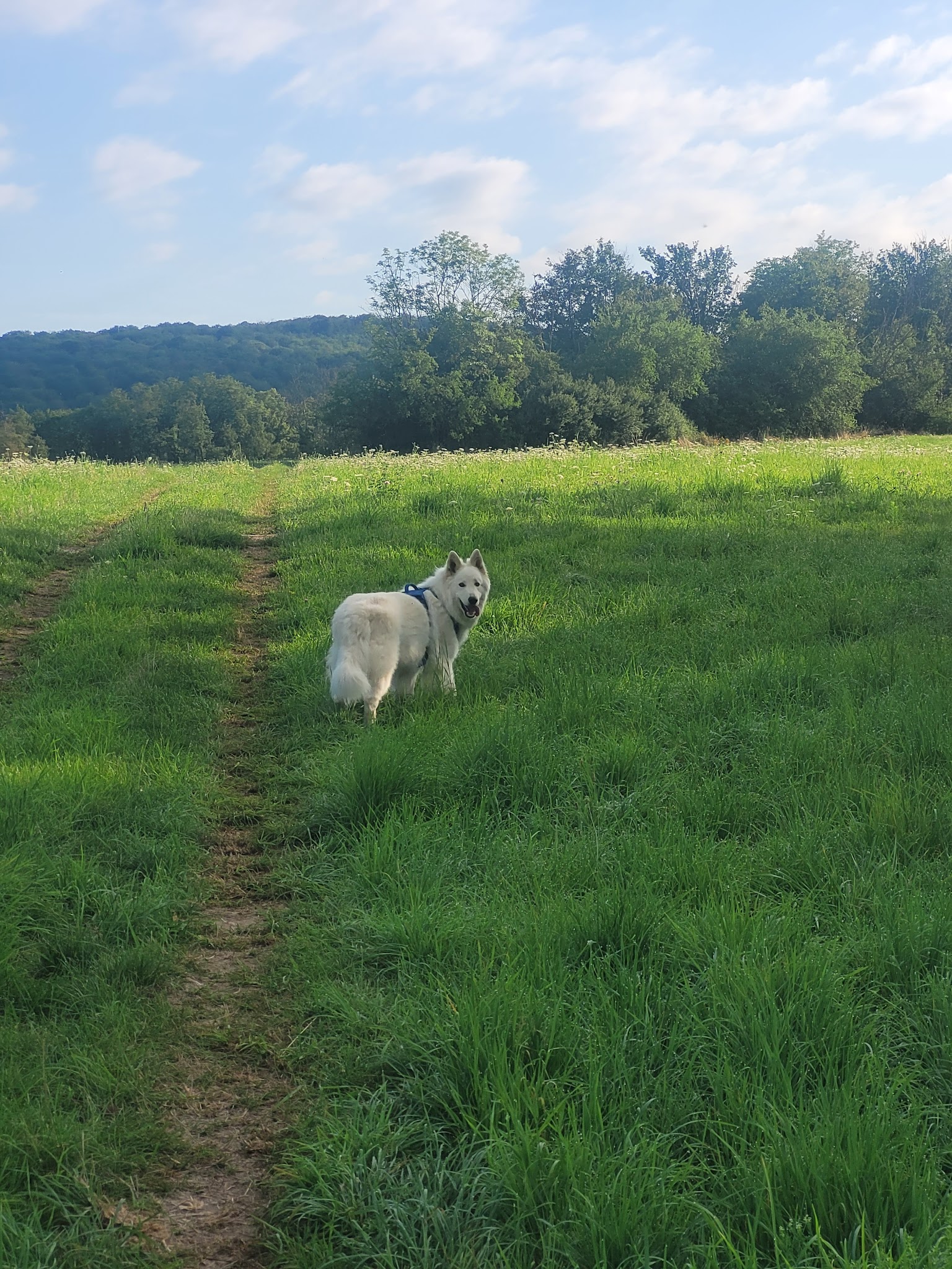 Pension canine du bonheur d'émir — photo