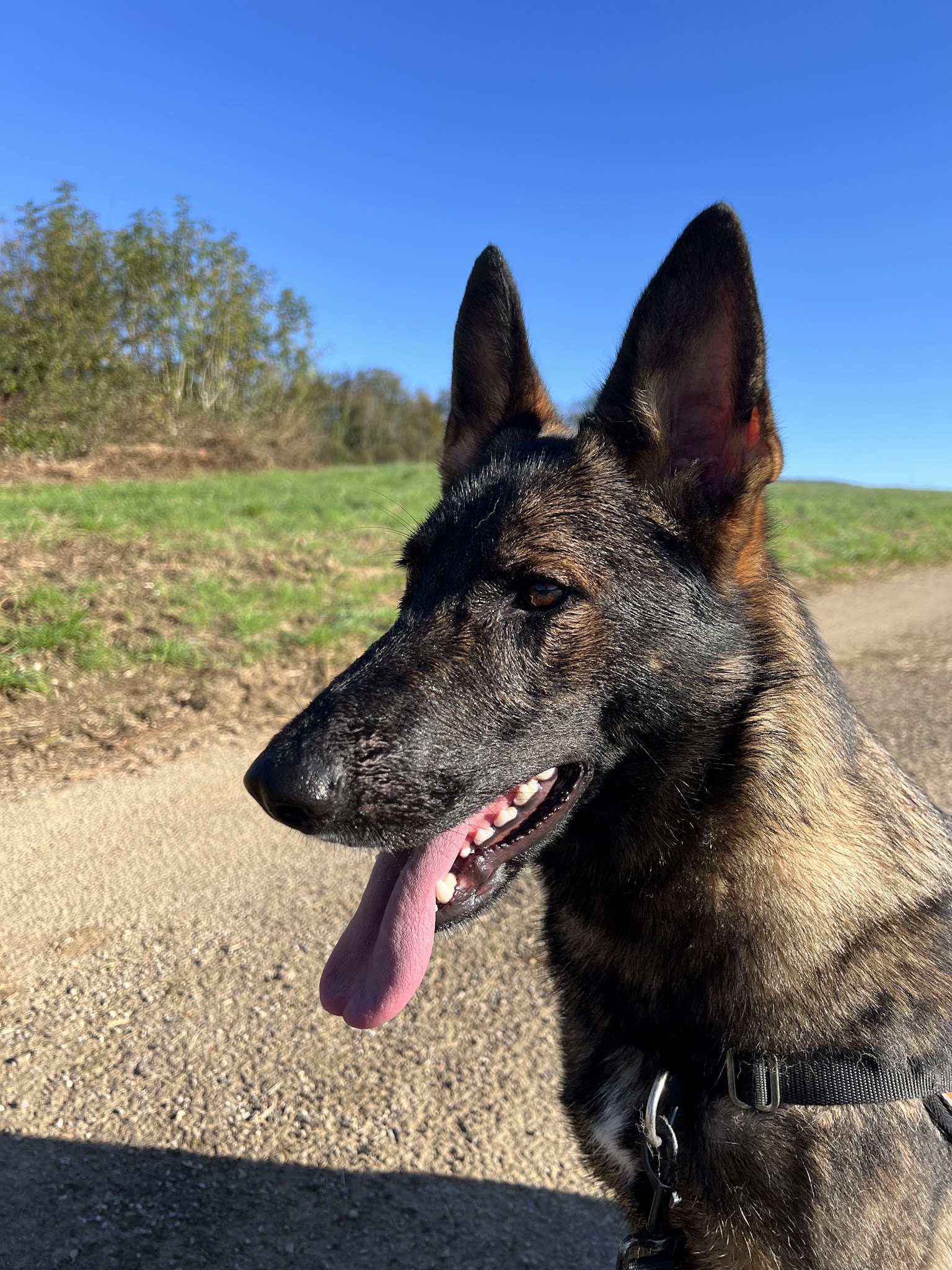 Pension canine du bonheur d'émir — photo