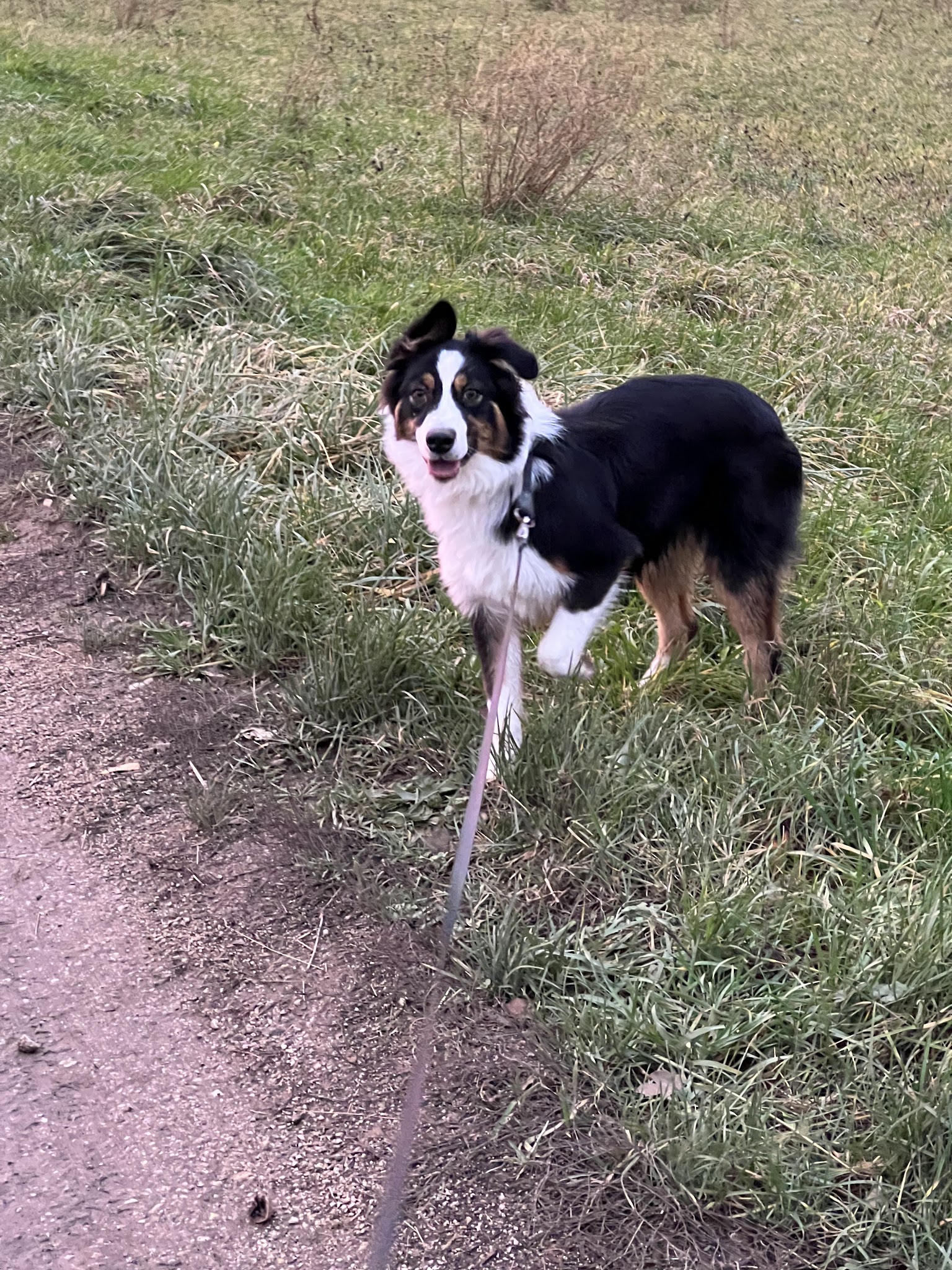 Pension canine du bonheur d'émir — photo
