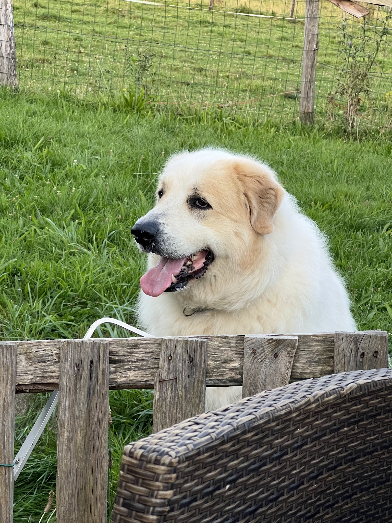 Pension canine du bonheur d'émir — photo