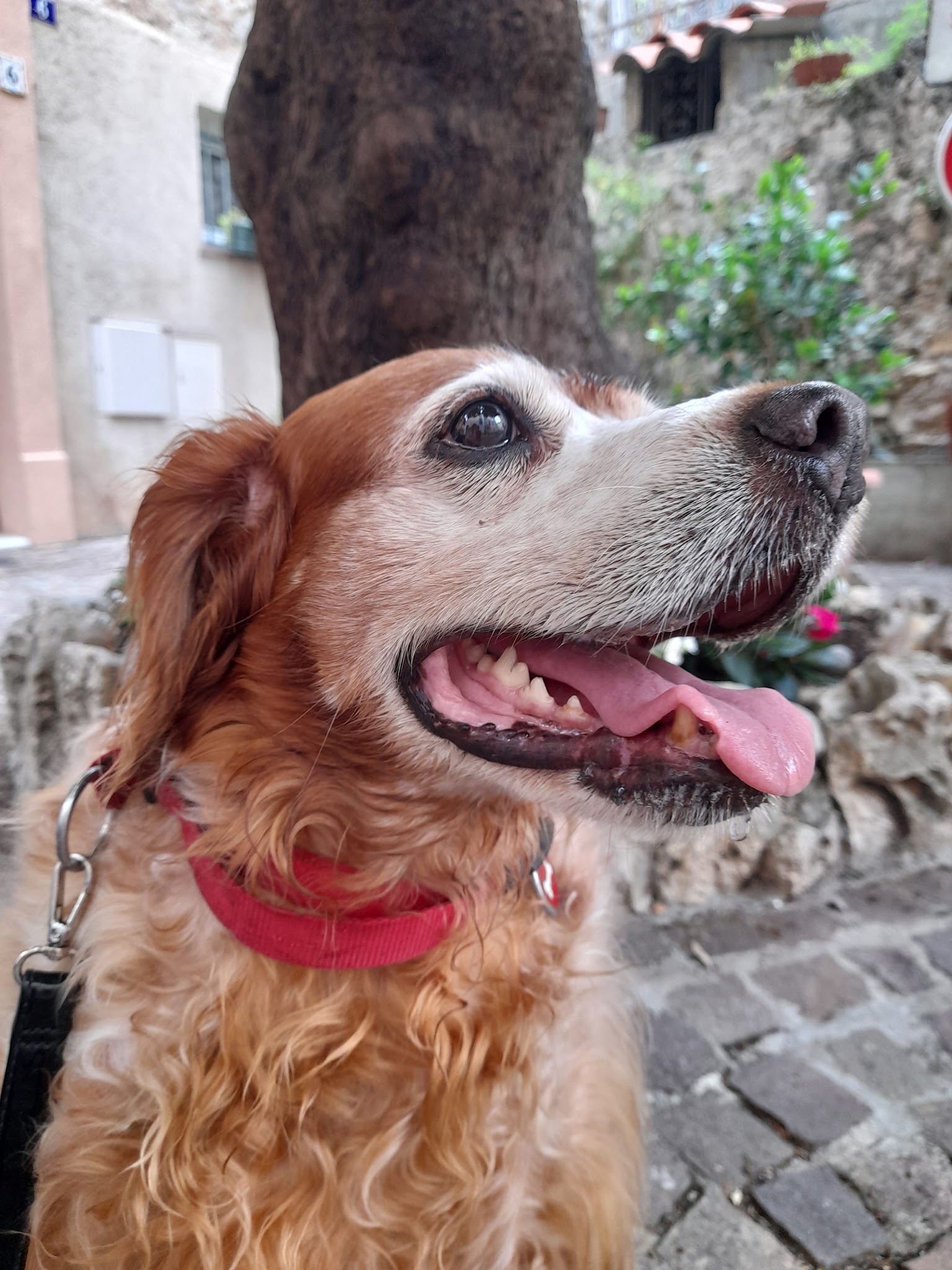 AZUR GARDE ANIMAUX / TAXI ANIMALIER — photo