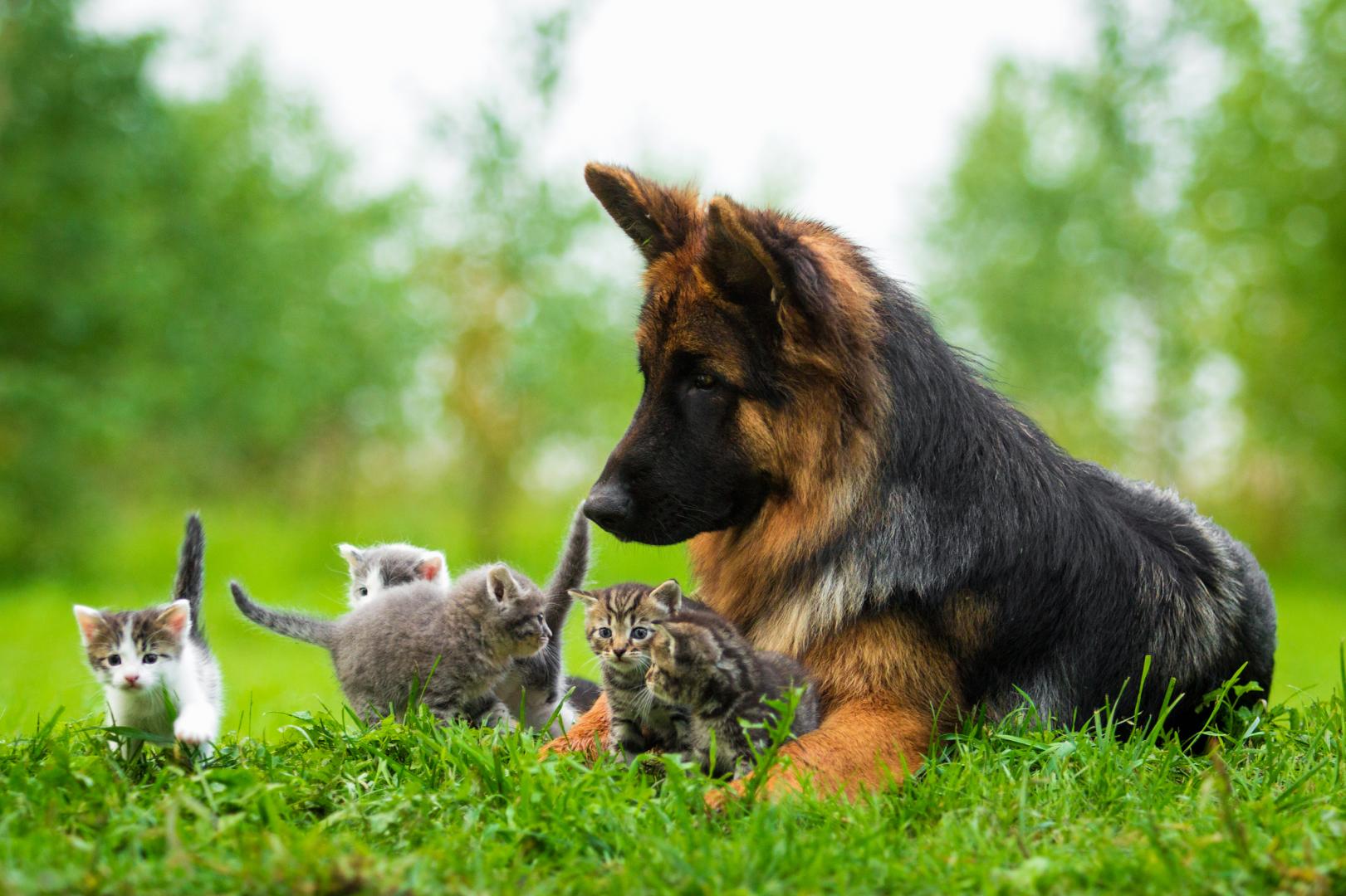 Résidence Canine et Féline — photo