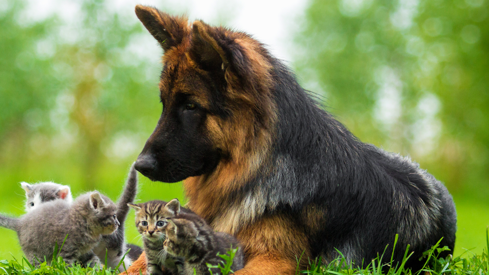 Résidence Canine et Féline