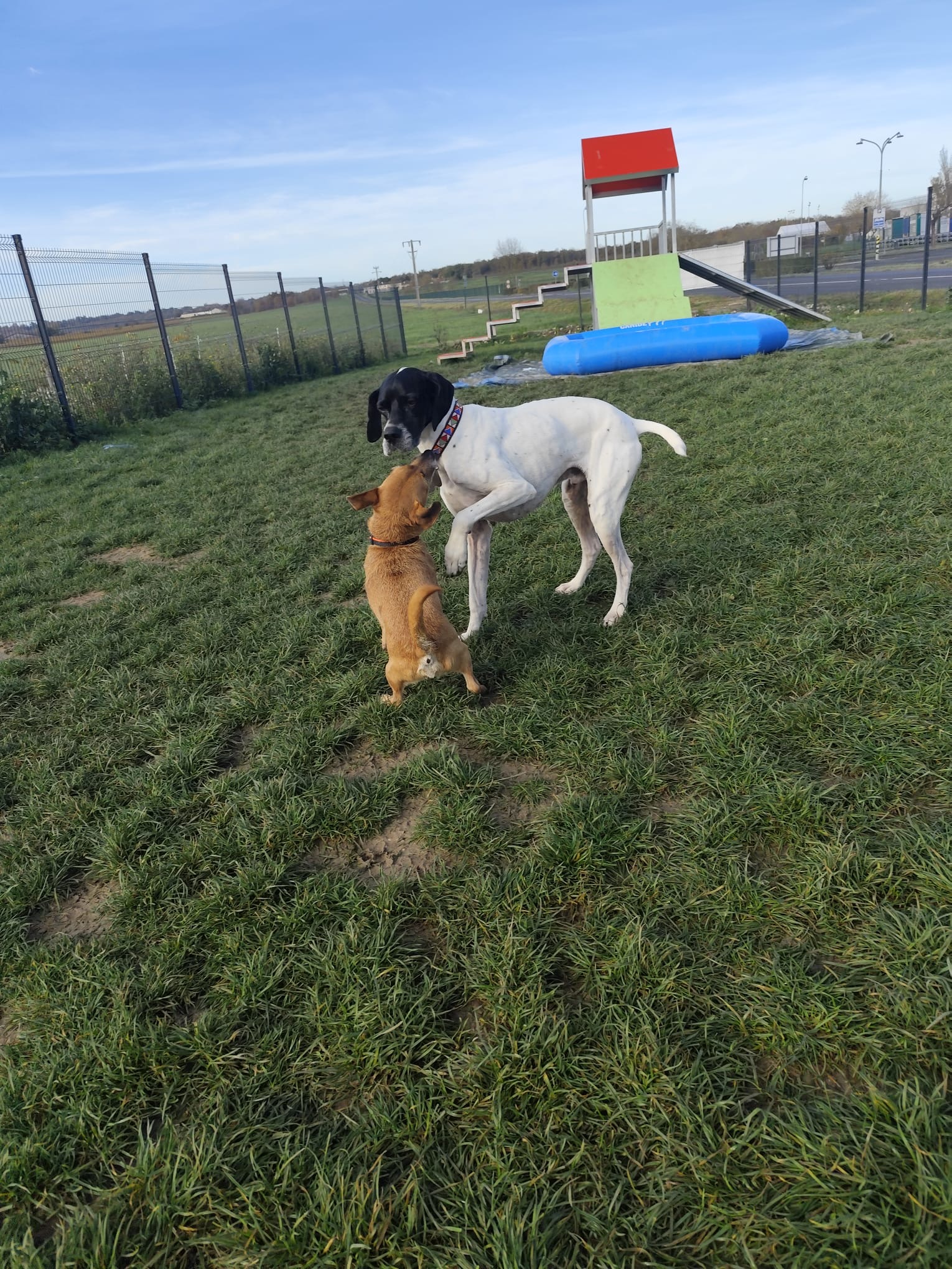 Cognac Pet Resort — photo