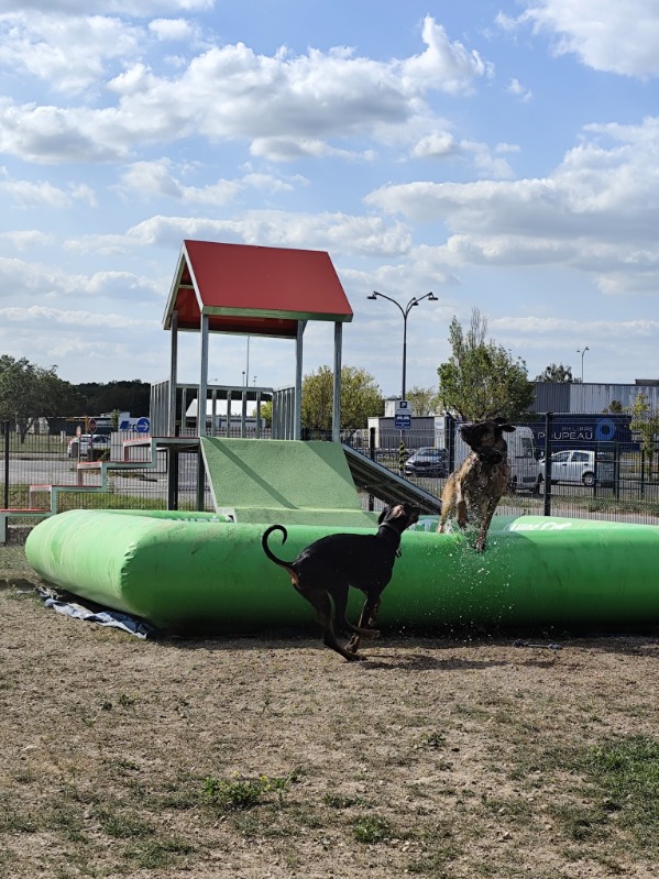 Cognac Pet Resort — photo