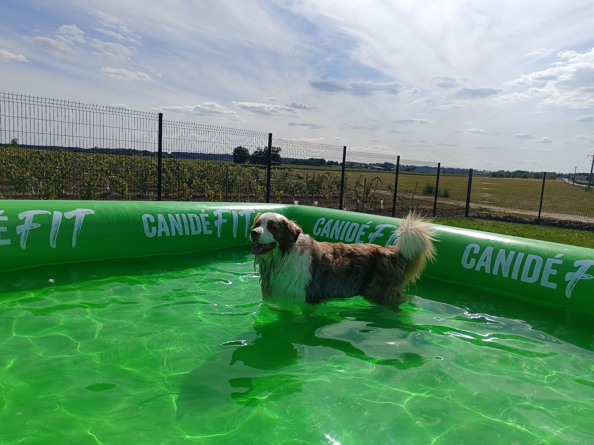 Cognac Pet Resort — photo